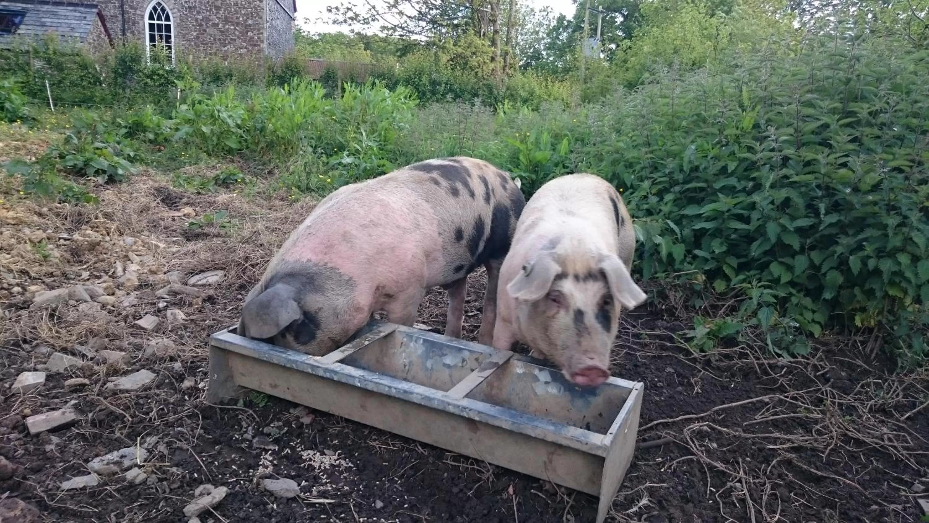 Animals in Claw House