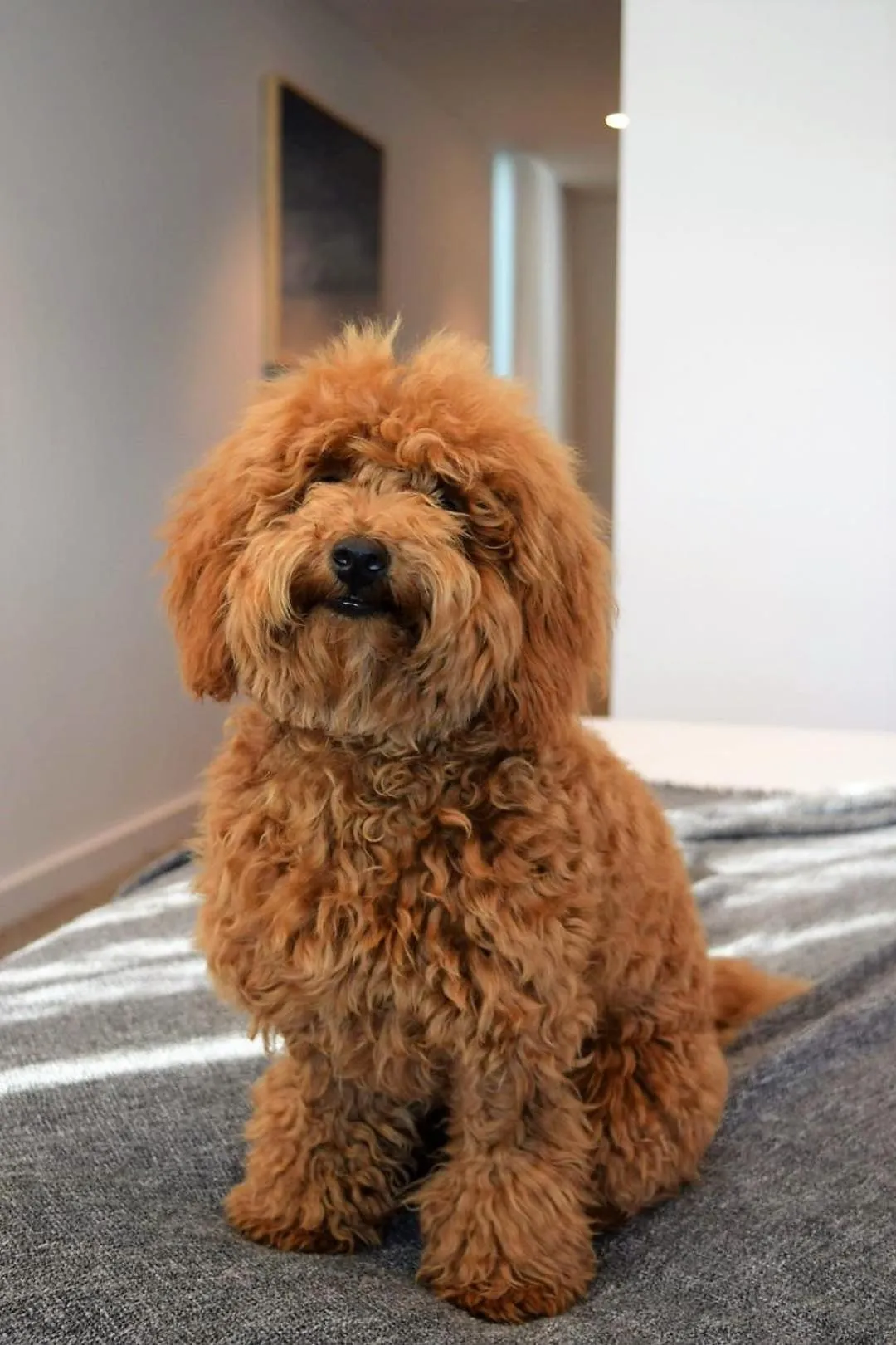 Pets in Quest North Sydney