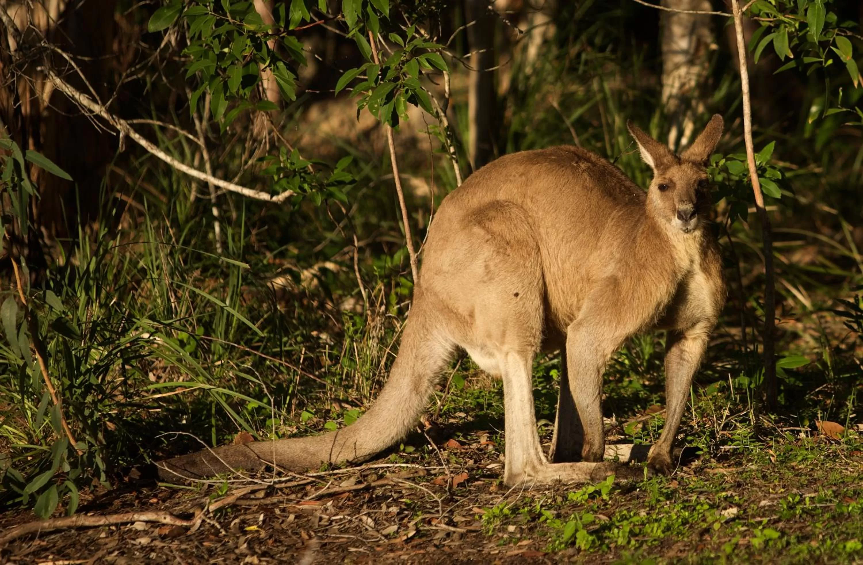 Lake Weyba Cottages Noosa