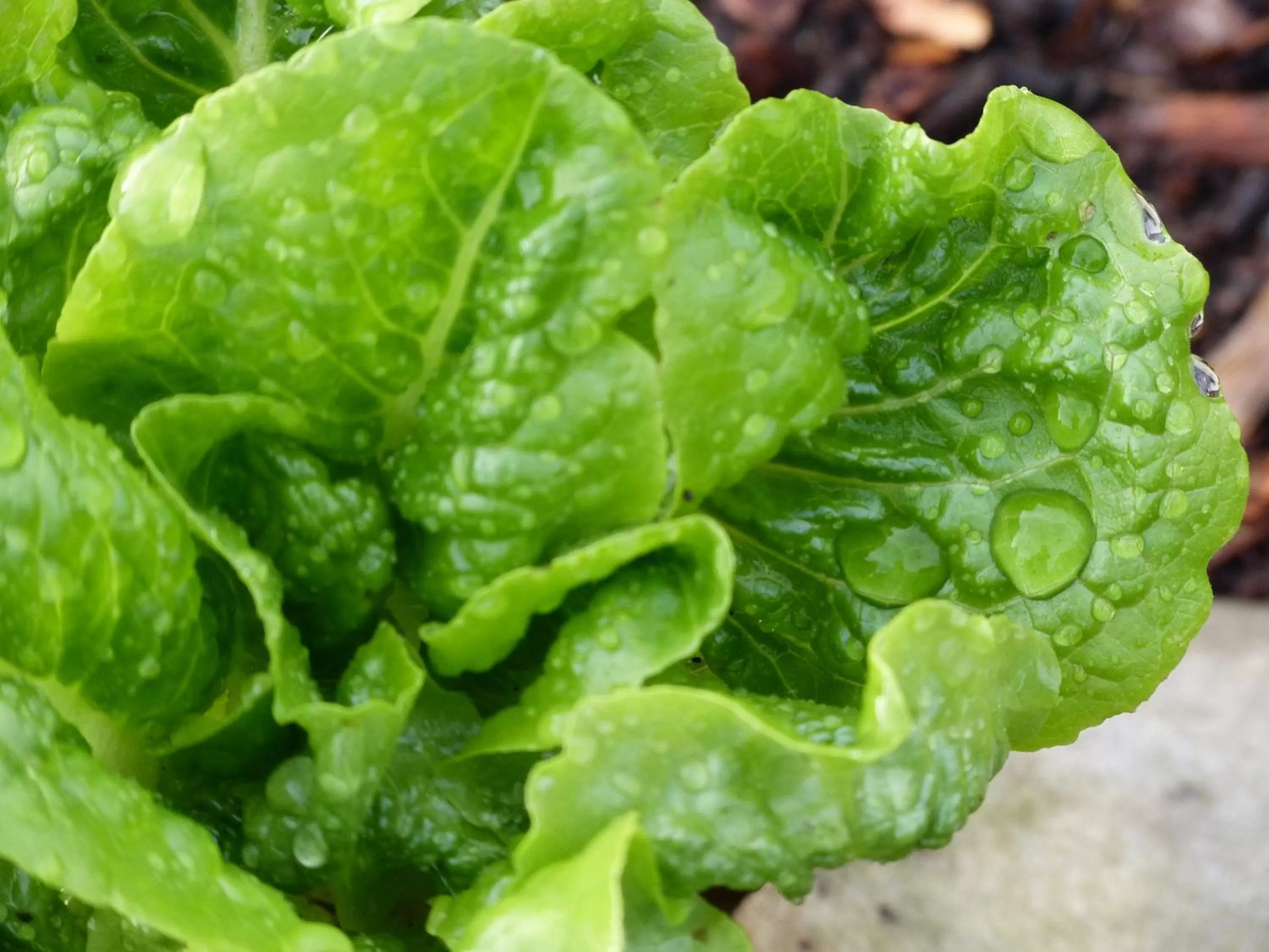 Garden in Halcyon Heights B&B/Inn