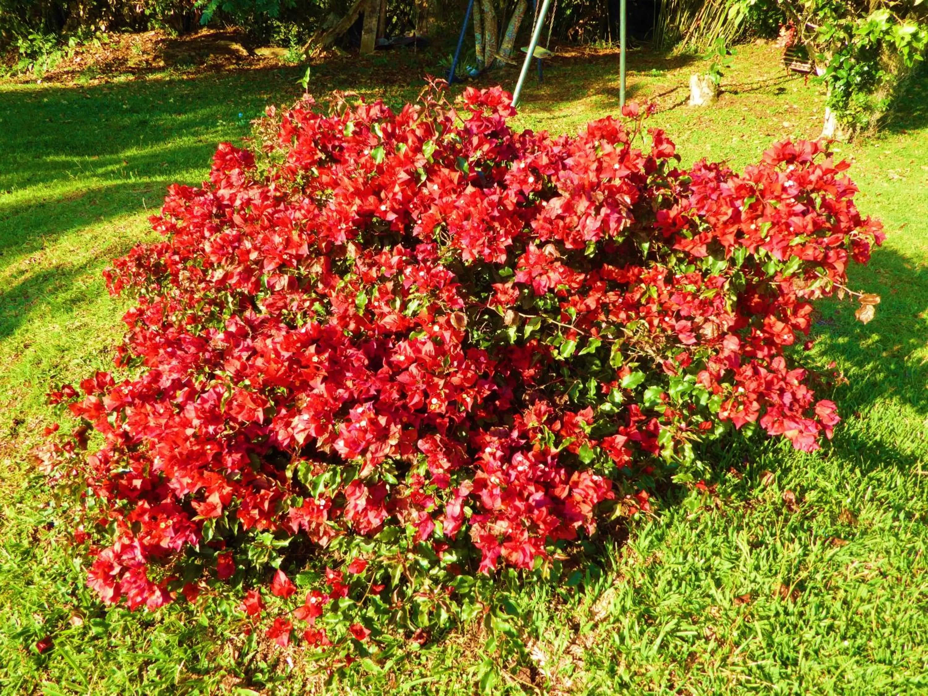 Garden in Finca El Cielo