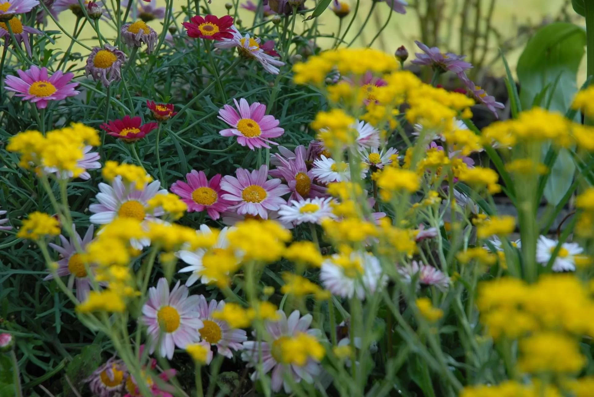 Garden in Villa Thalassa domaineleshesperides