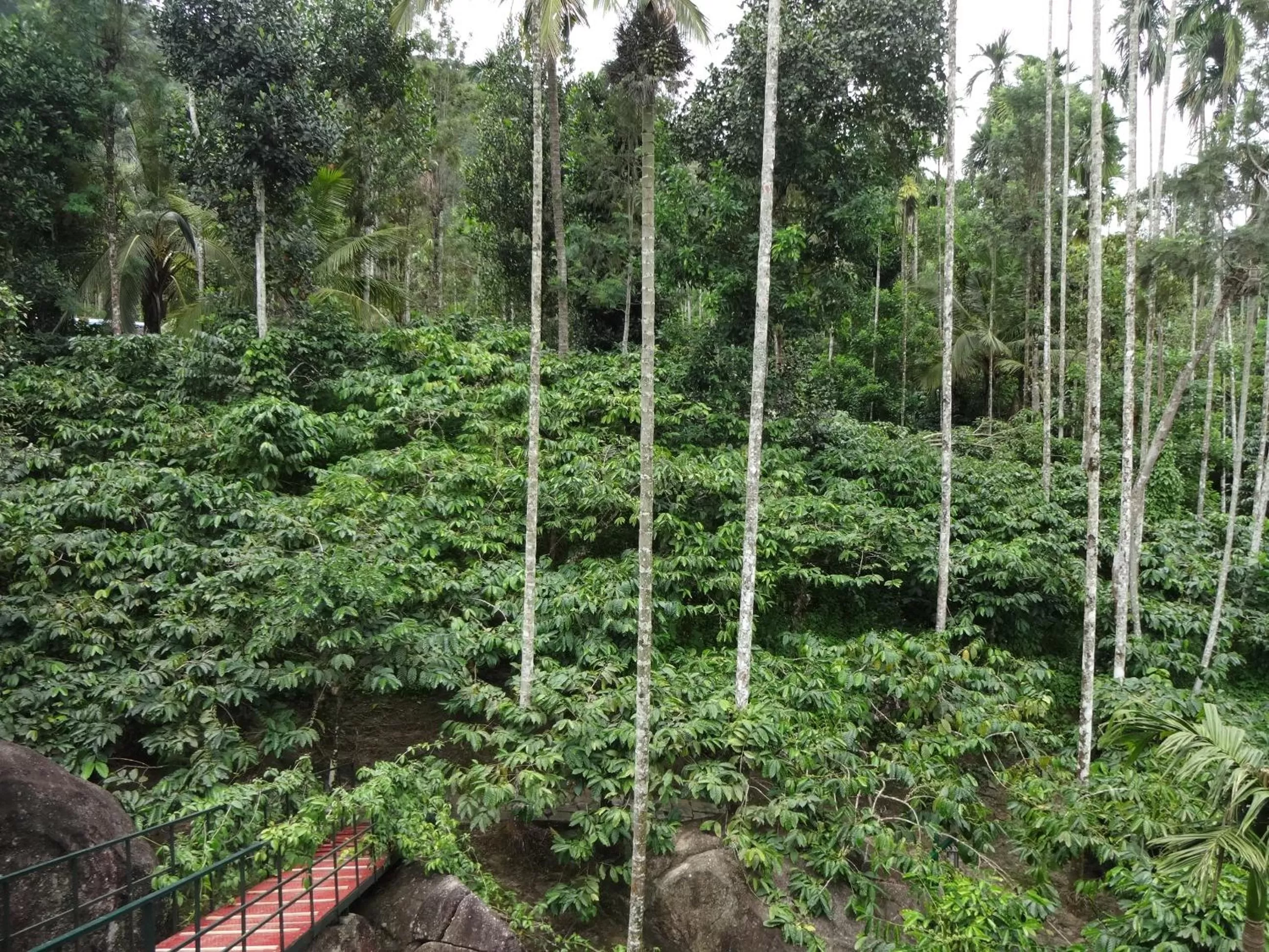 Marmalade Springs Resort Wayanad