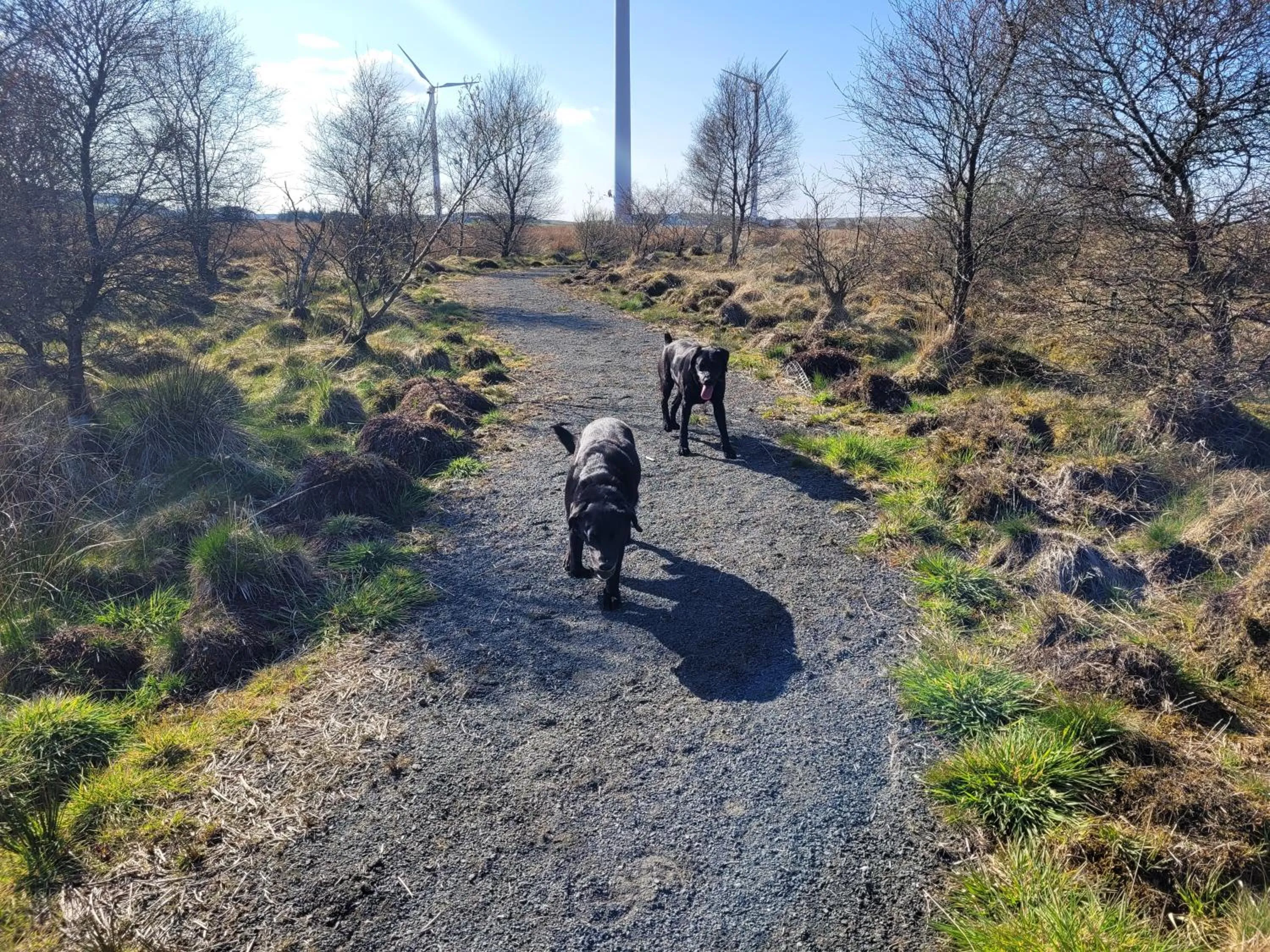 Natural landscape in Blairmains Guest House