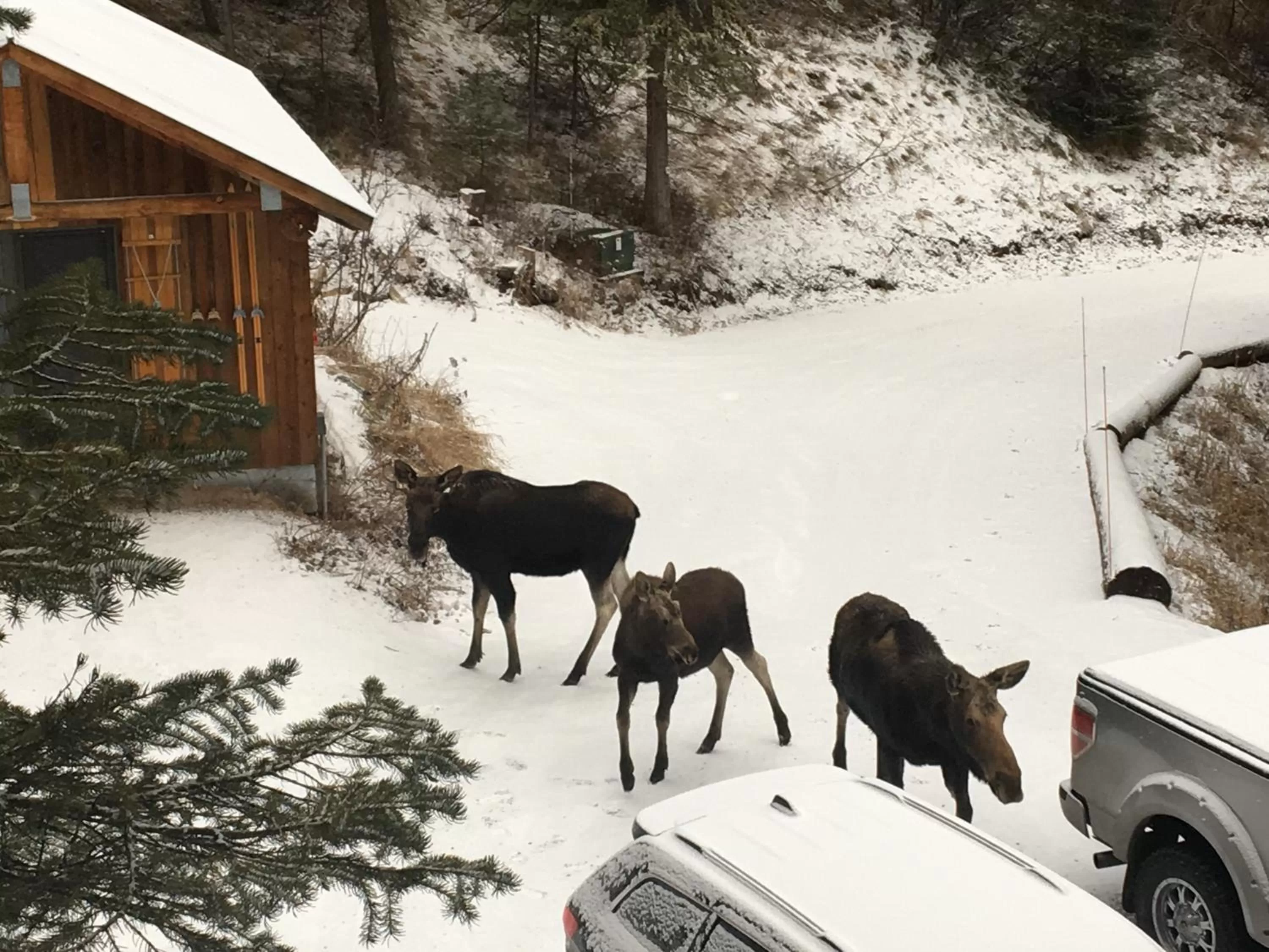 Animals in Jackson Hole Hideout