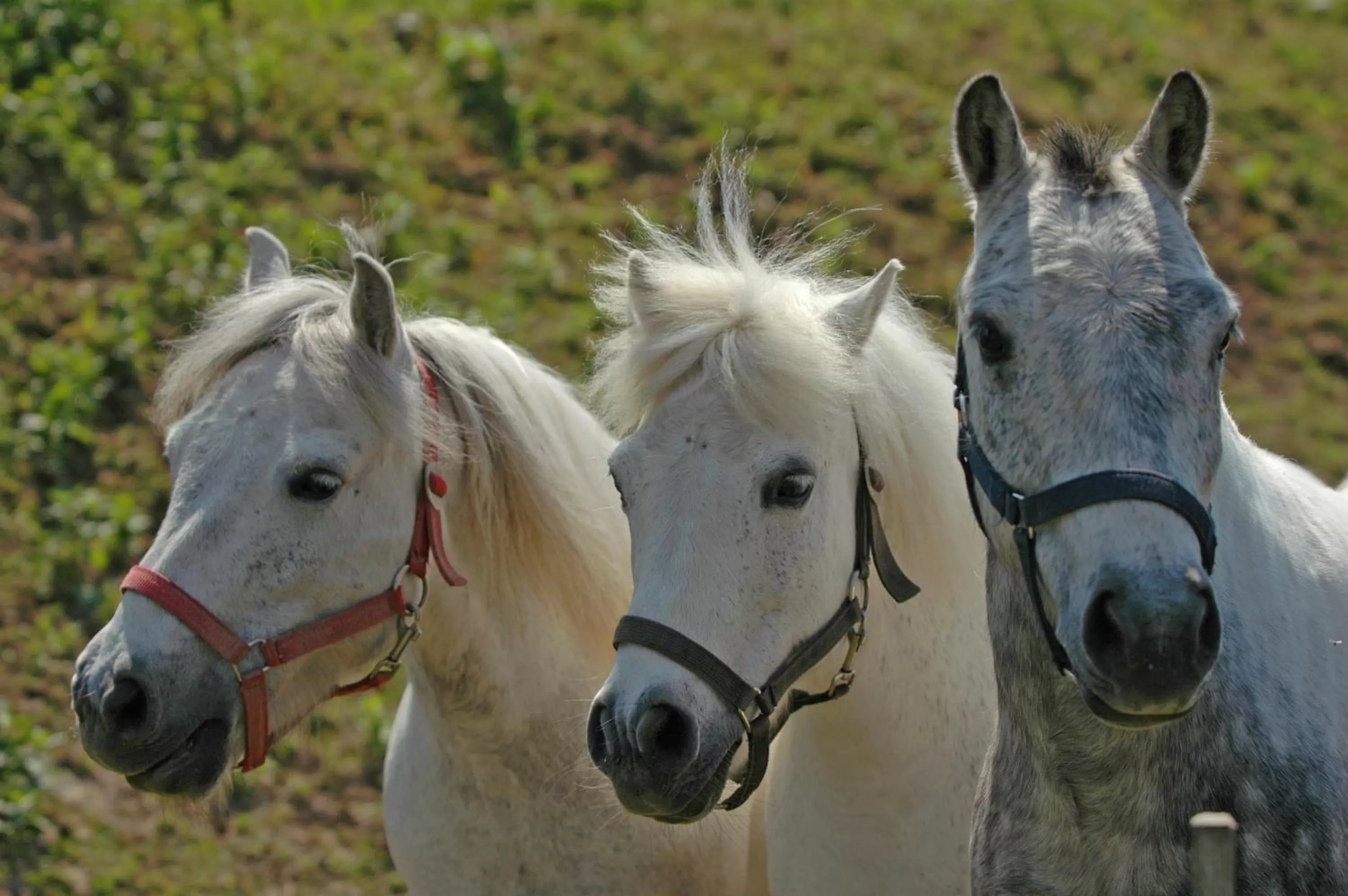 Animals in Club Dobogómajor superior