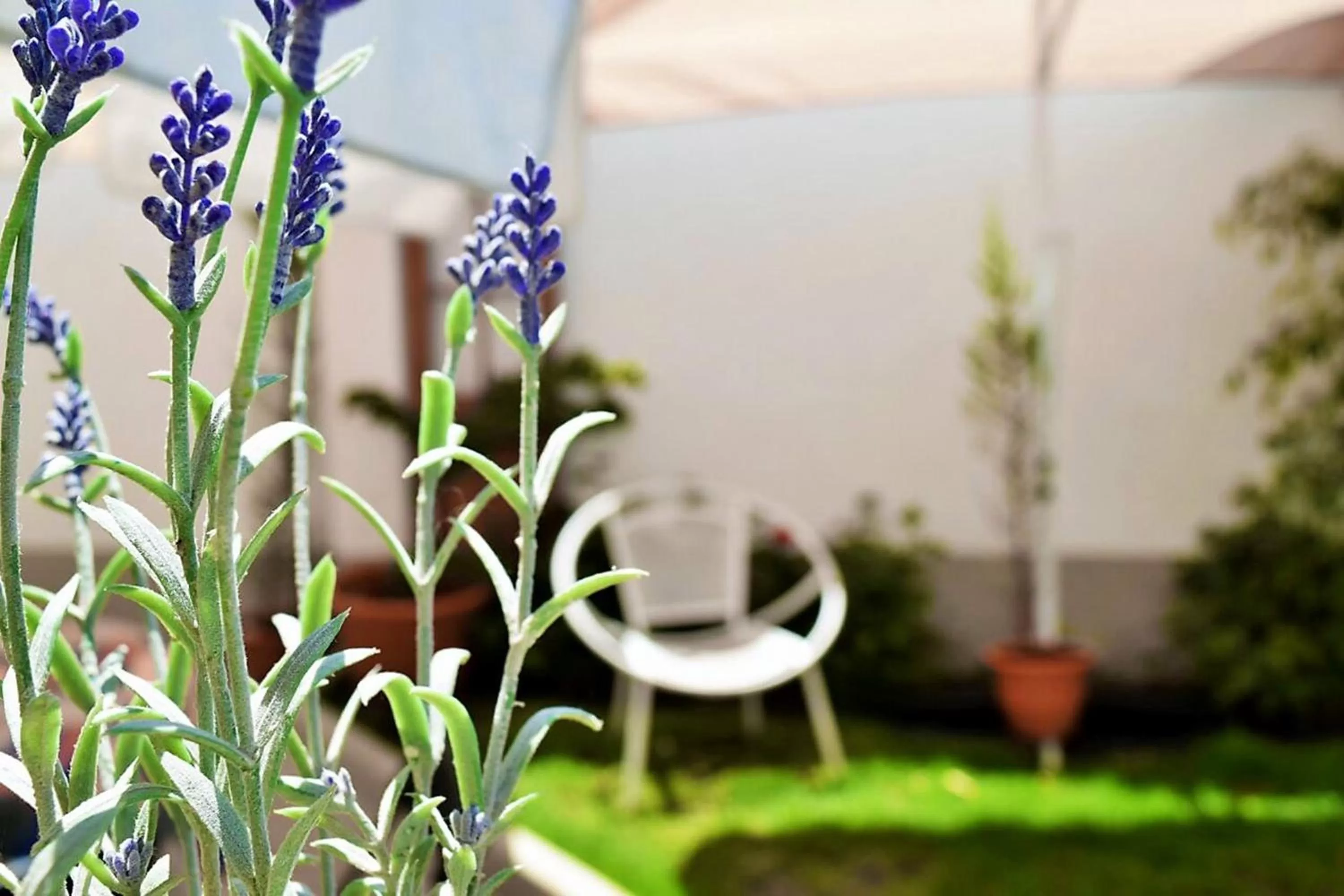 Garden in Casa Fusion Hotel Boutique