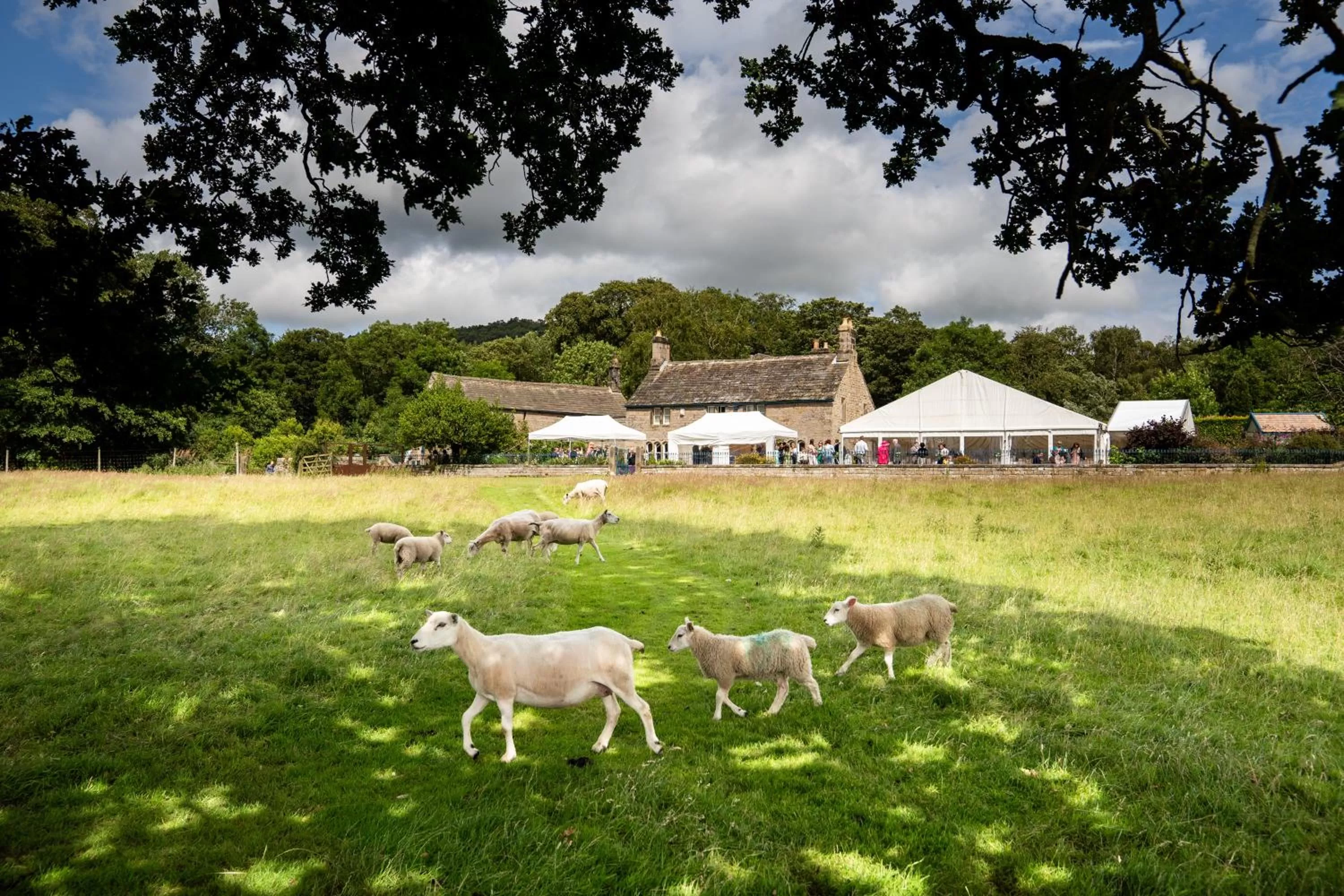 Other Animals in Heathy Lea Bed And Breakfast