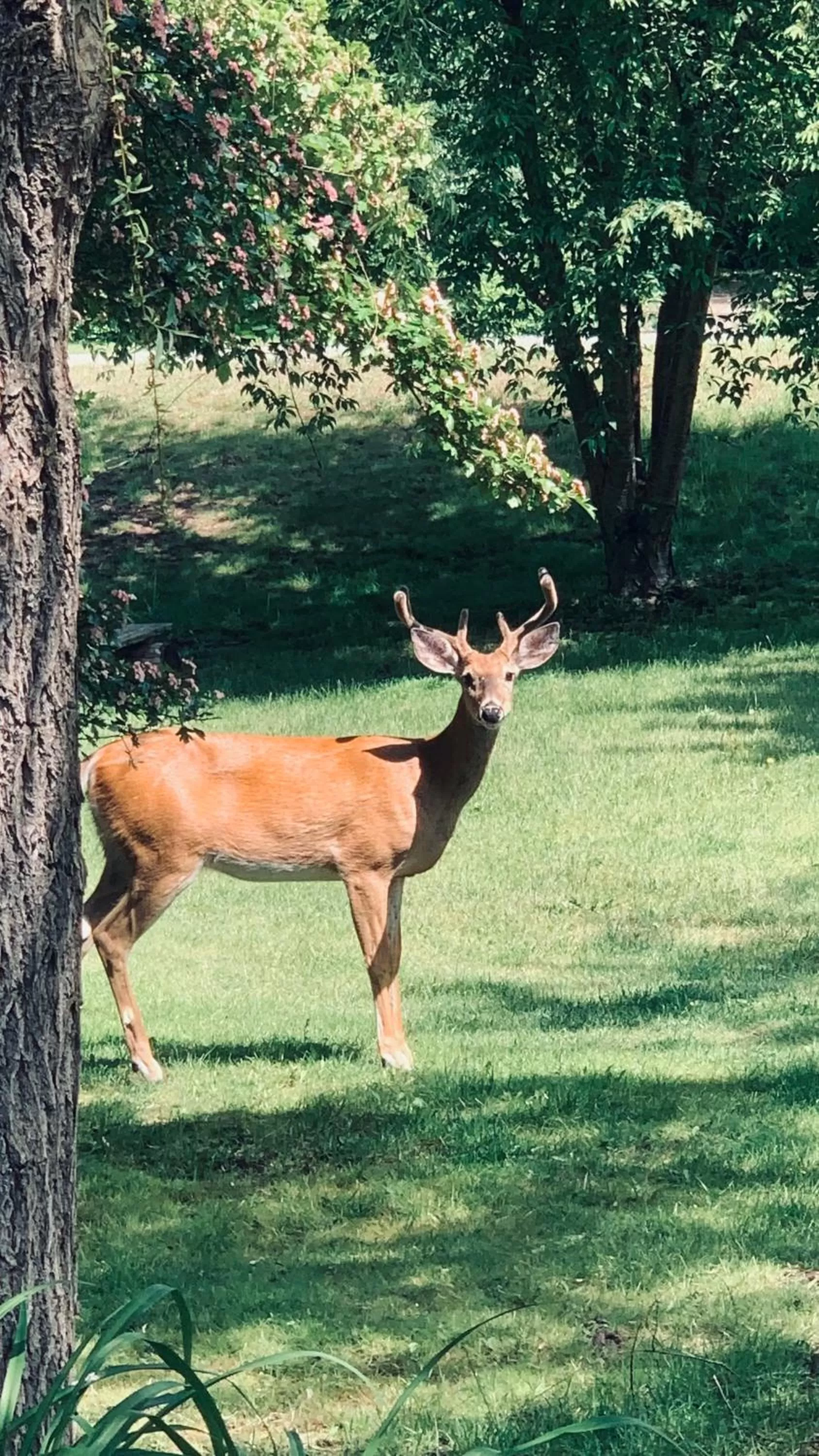 Animals, Other Animals in Barefoot Villas and Retreat