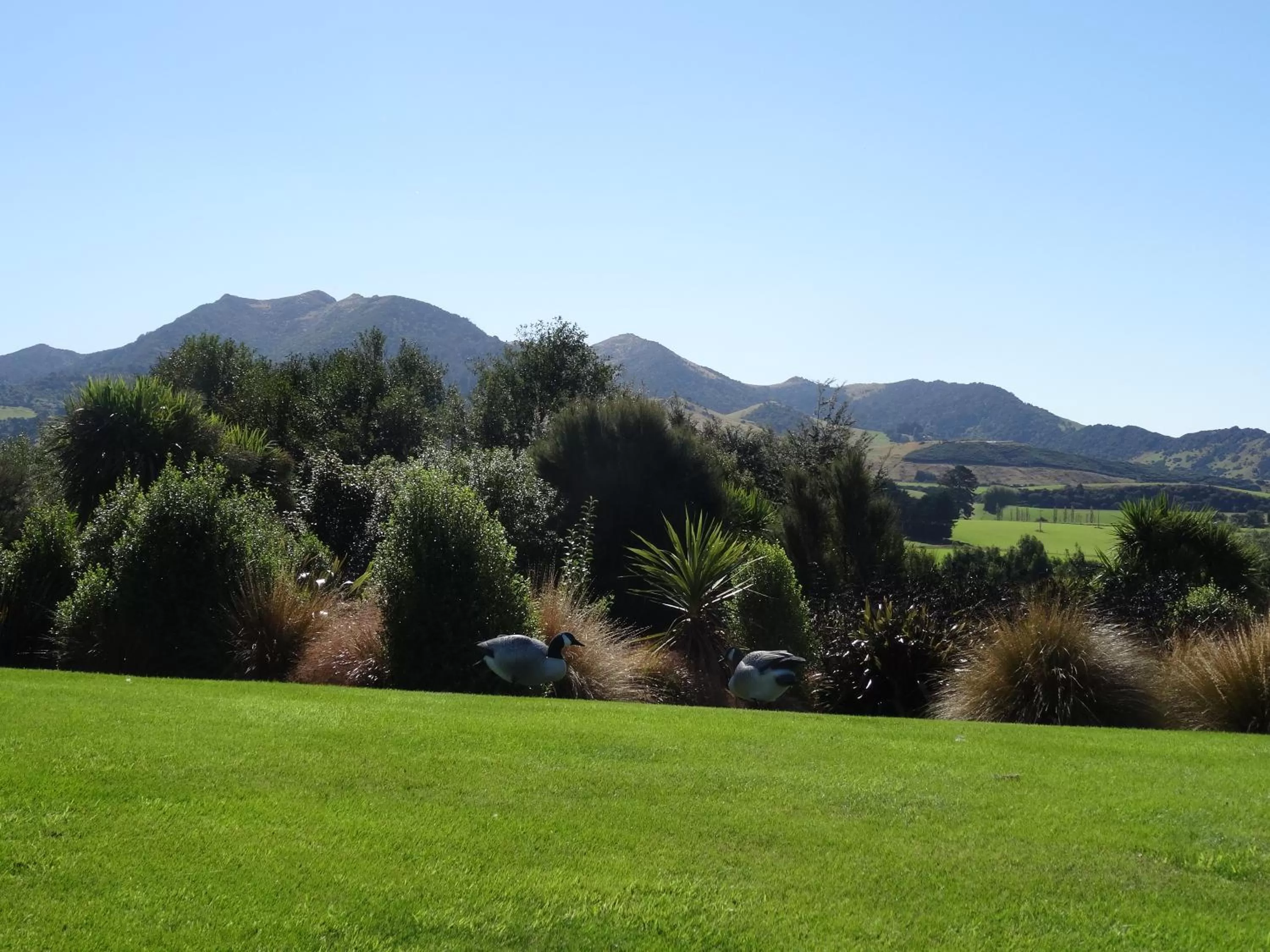 Garden view in Hokonui Bed & Breakfast