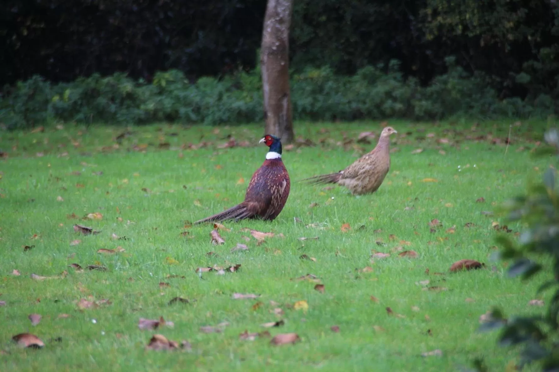 Animals, Other Animals in Chambres d'hôtes, Zimmer, Domaine de Kervennec