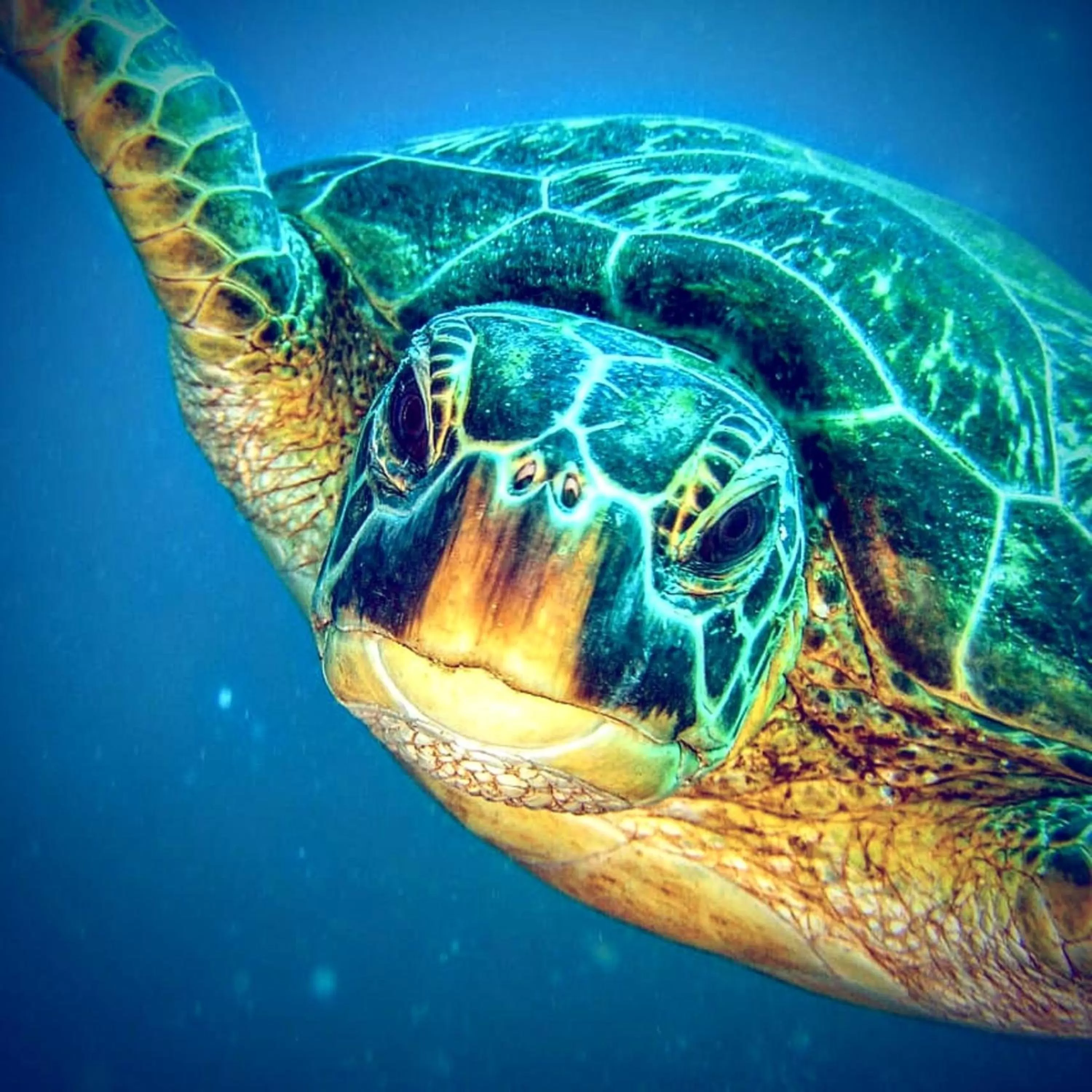 Animals in Gaja Go Dive & Inn