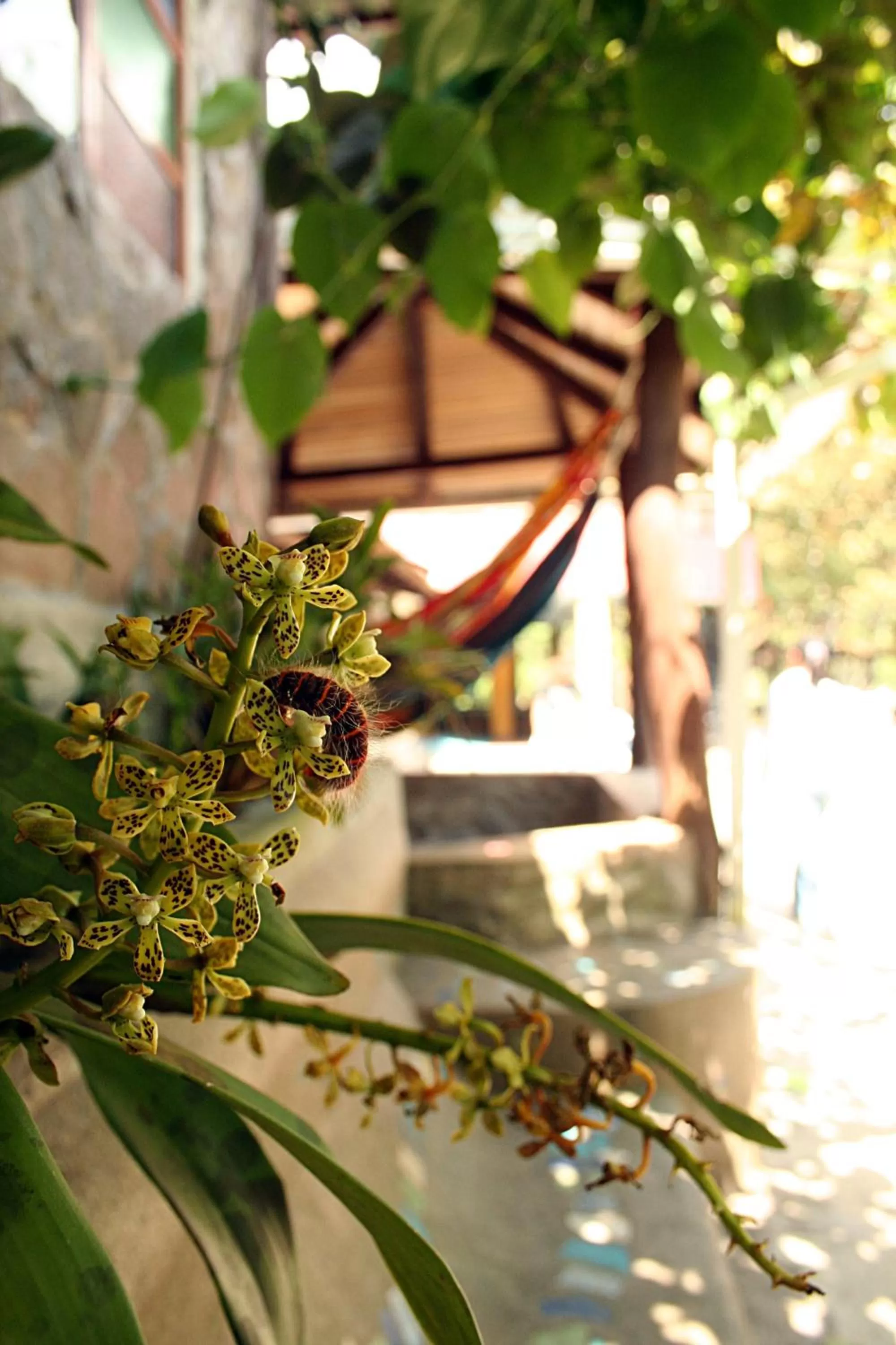 Garden, Patio/Outdoor Area in Spa Hosteria Miramelindo