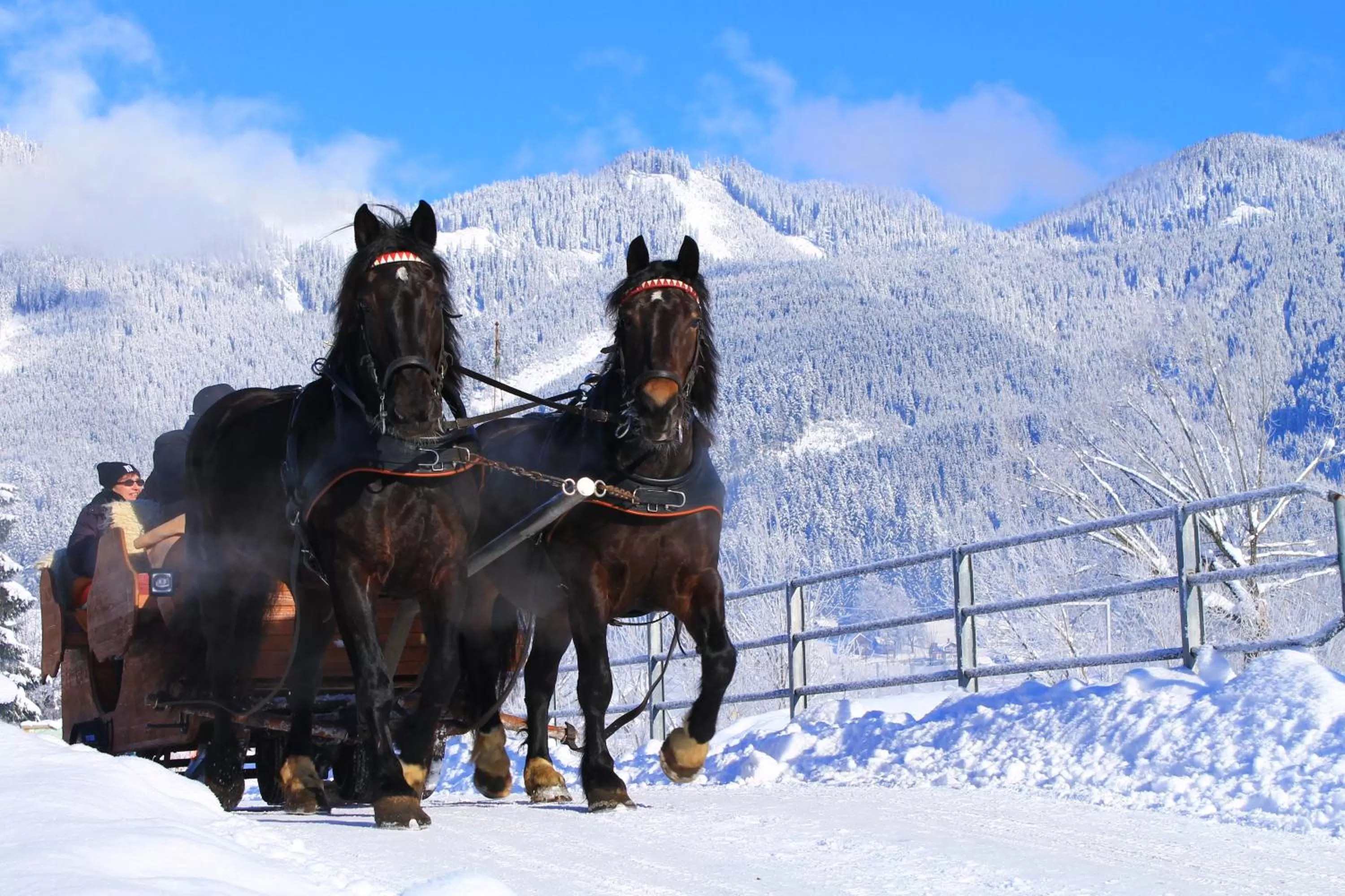 Activities in Vitalhotel Gosau