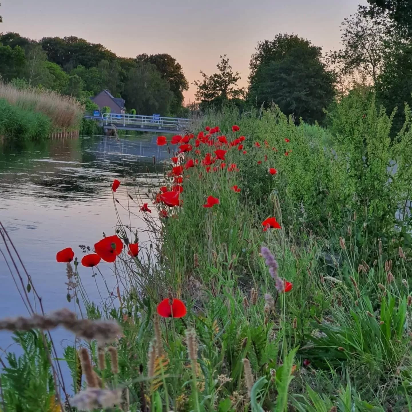 De Vliegende Vlinder