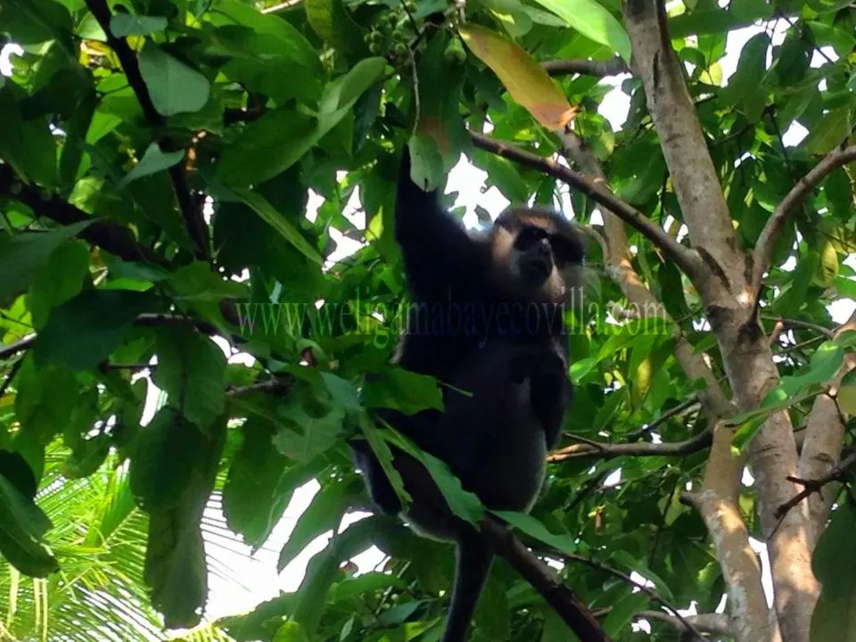 Weligama Bay Eco Villa
