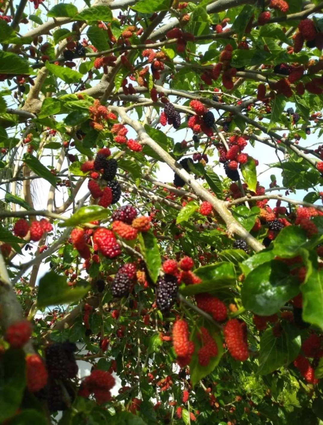 Property building in Kiriş Garden Hotel