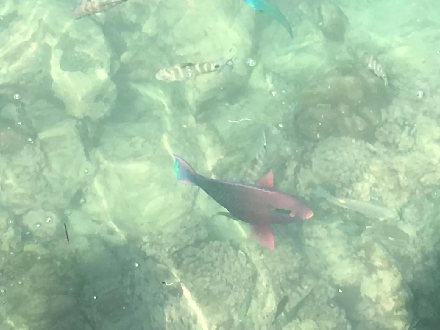 Animals in Koh Ngai Resort