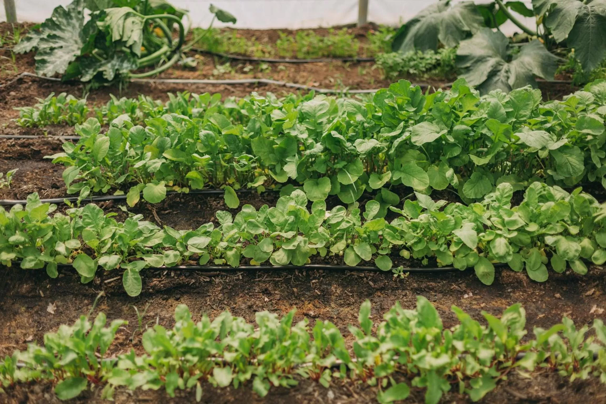 Garden in Santa Barbara Eco-Beach Resort