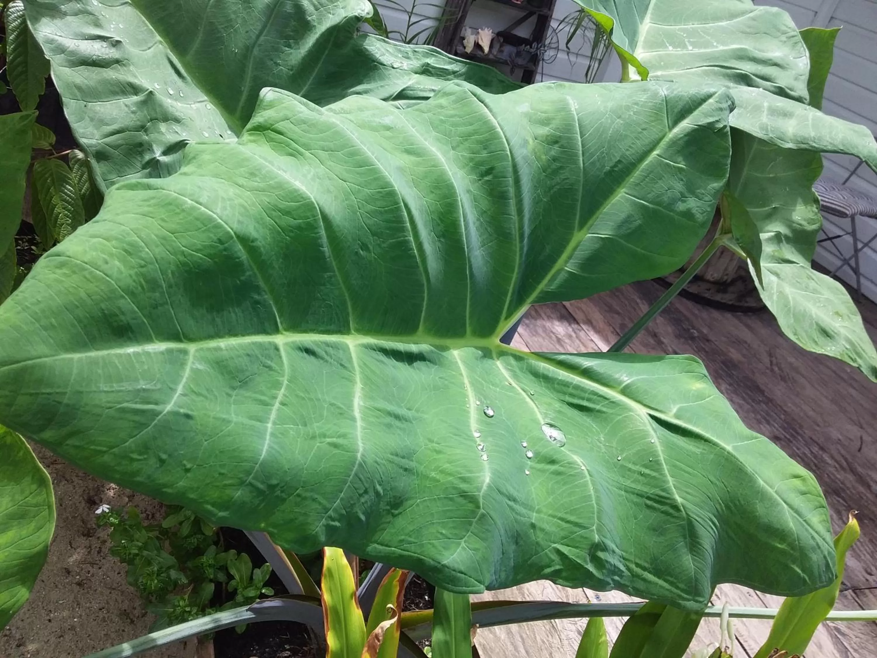 Garden view in RIVA B&B