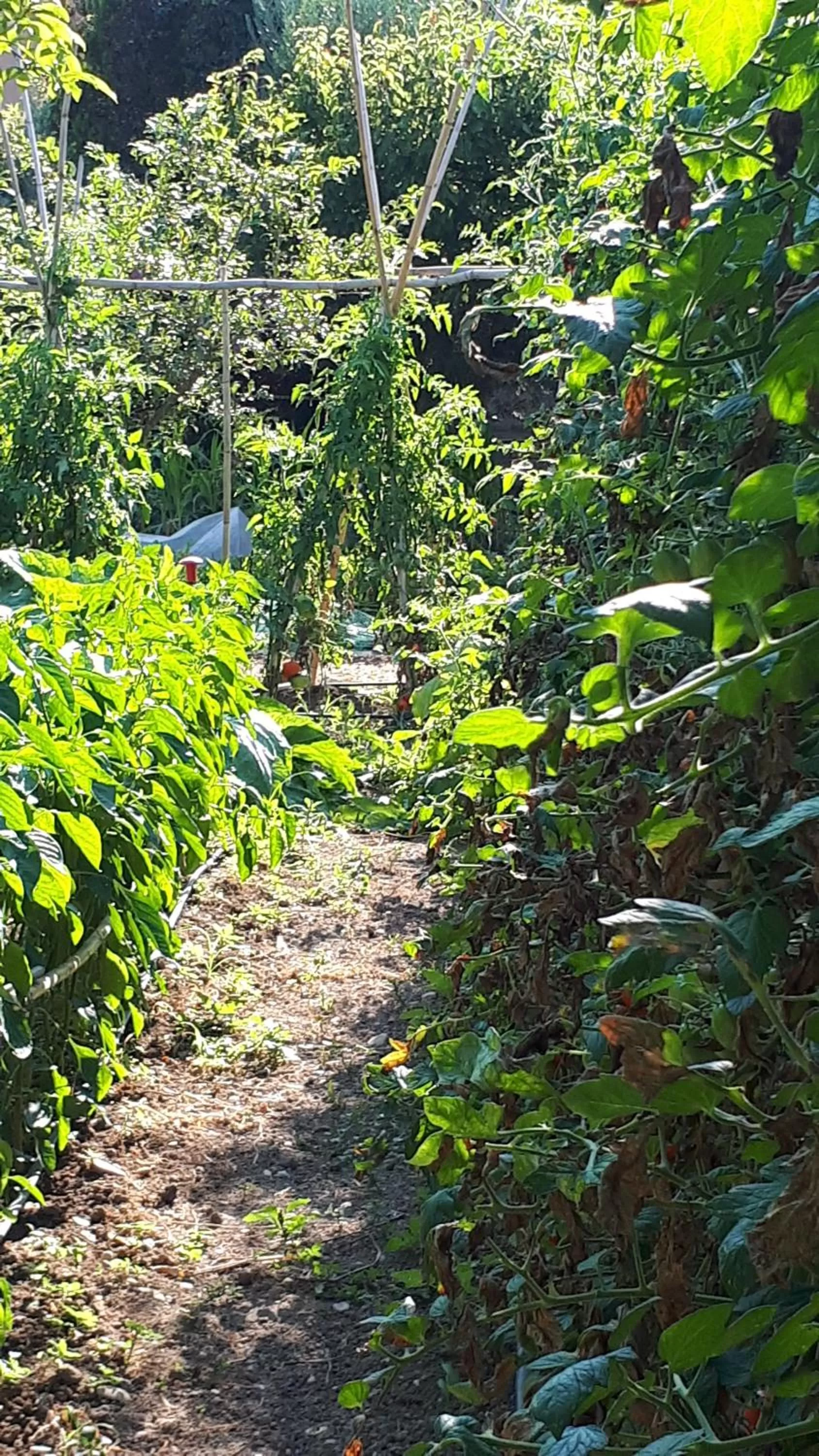 Garden in B&B Il Giardino di Gabri