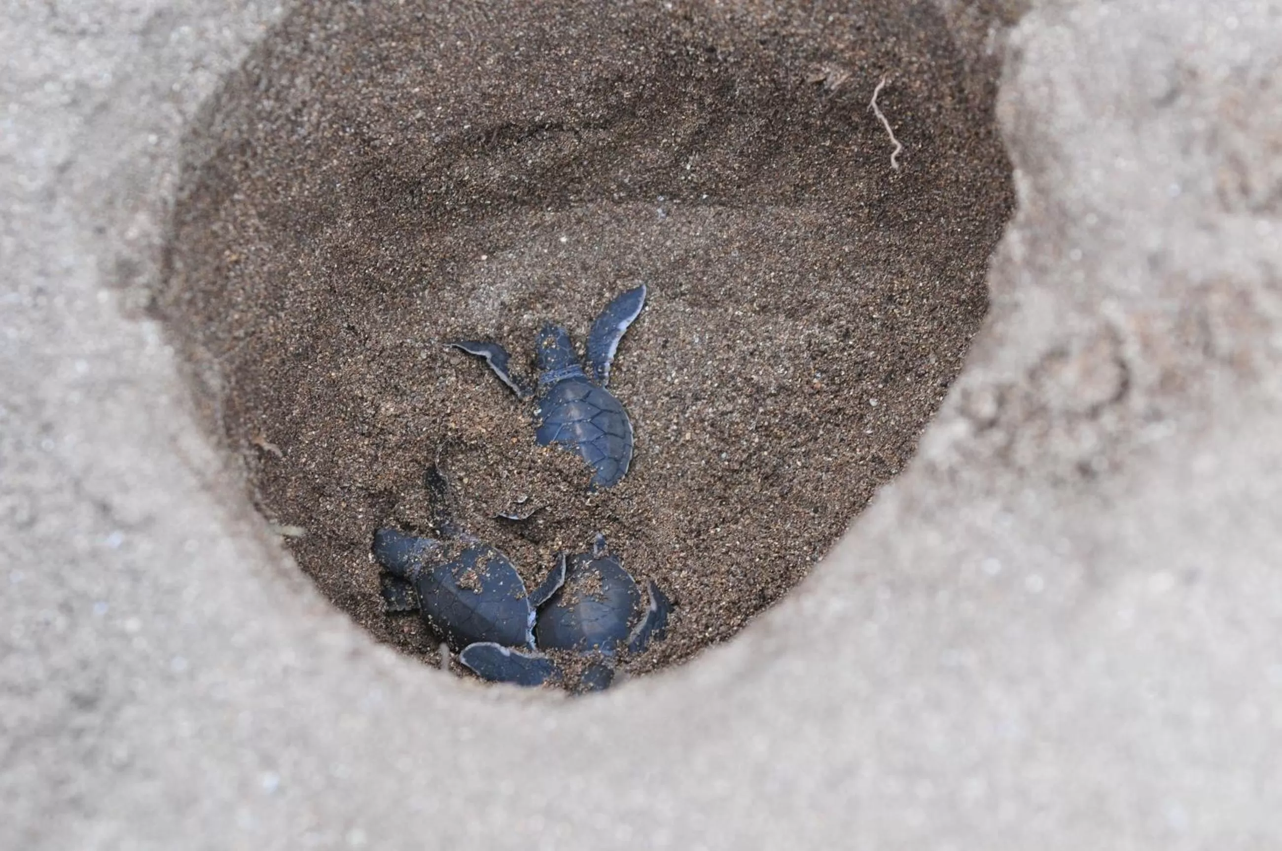 Pets, Other Animals in Bahari Pori Resort