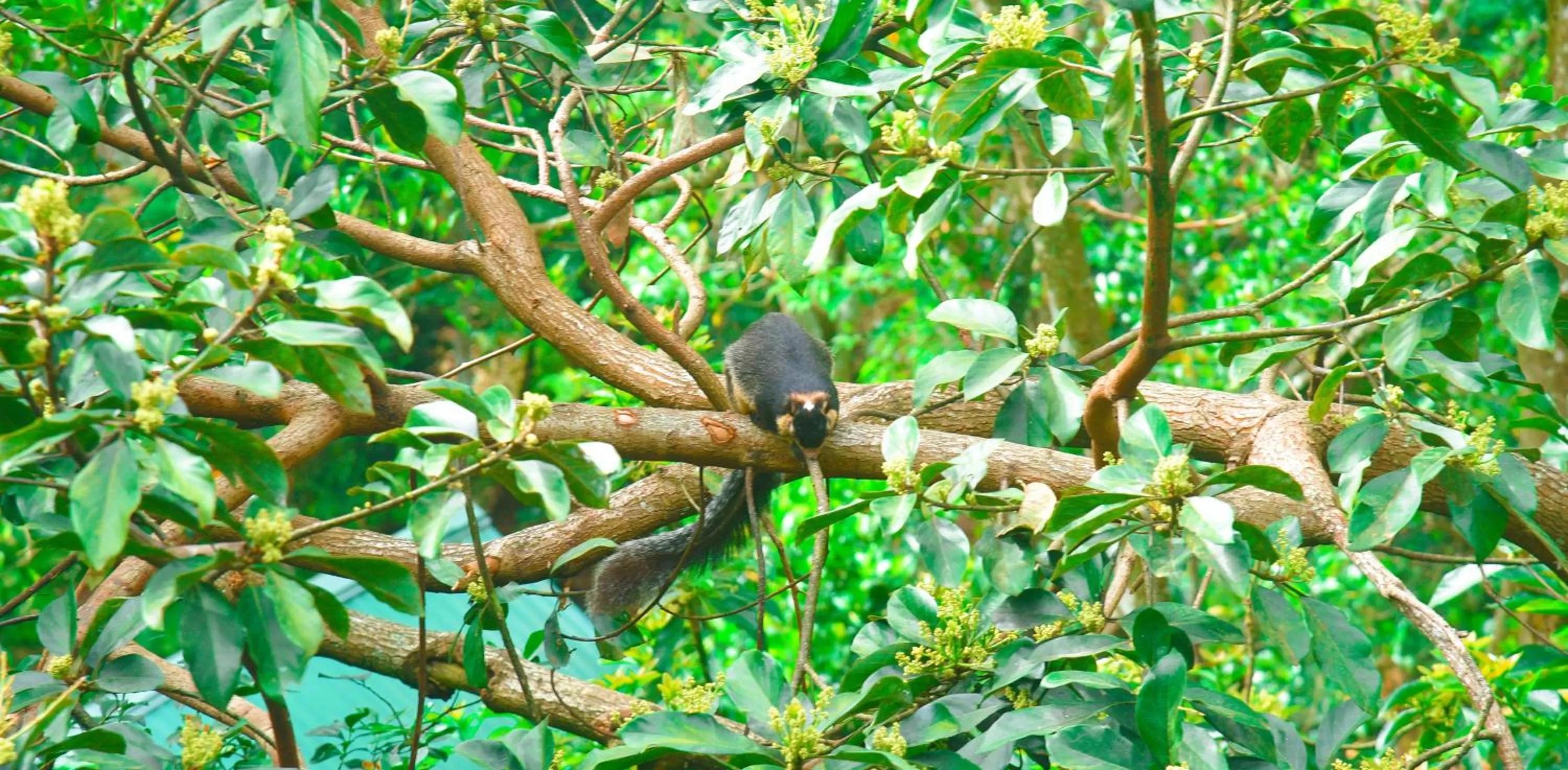 Natural landscape, Other Animals in Madushanka Resort