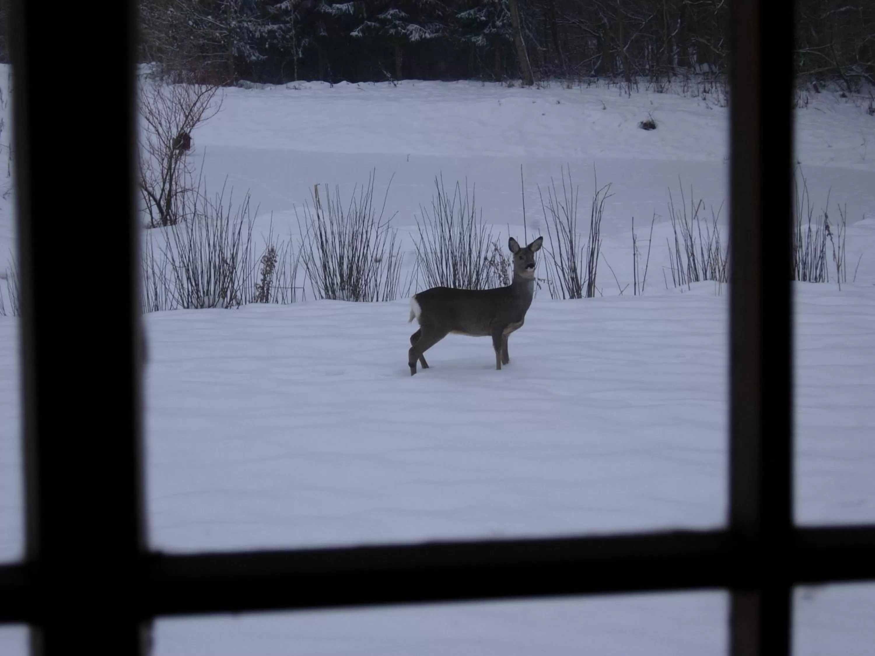 Winter, Other Animals in Heddahgaarden