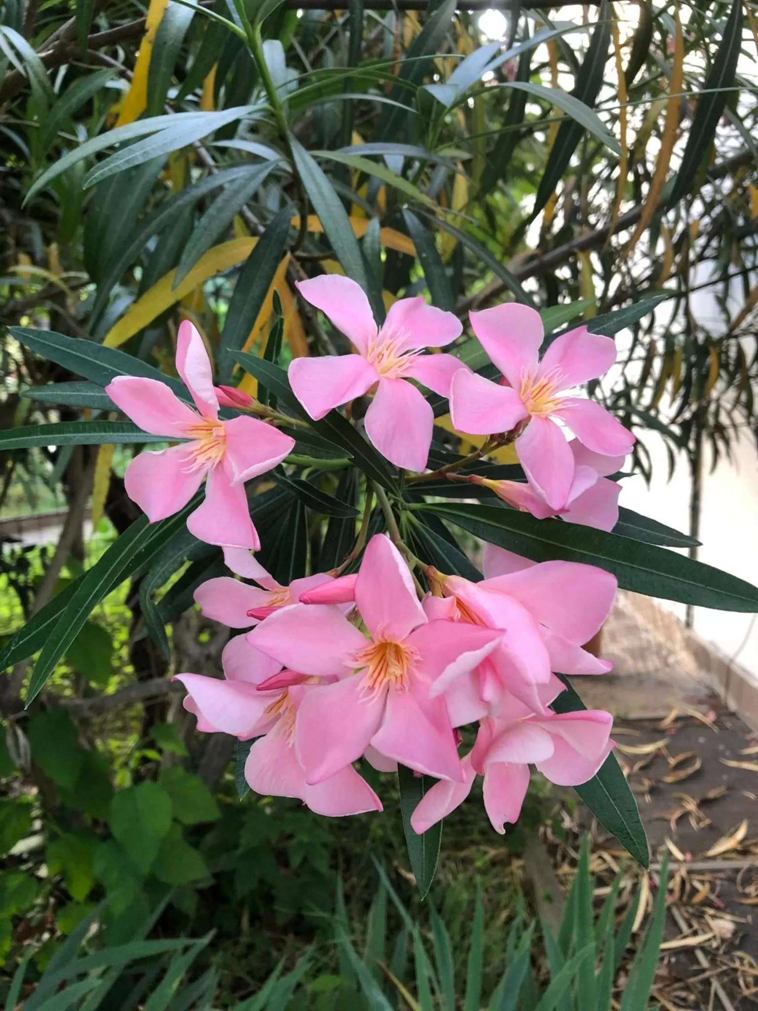 Garden in In Giardino B&B
