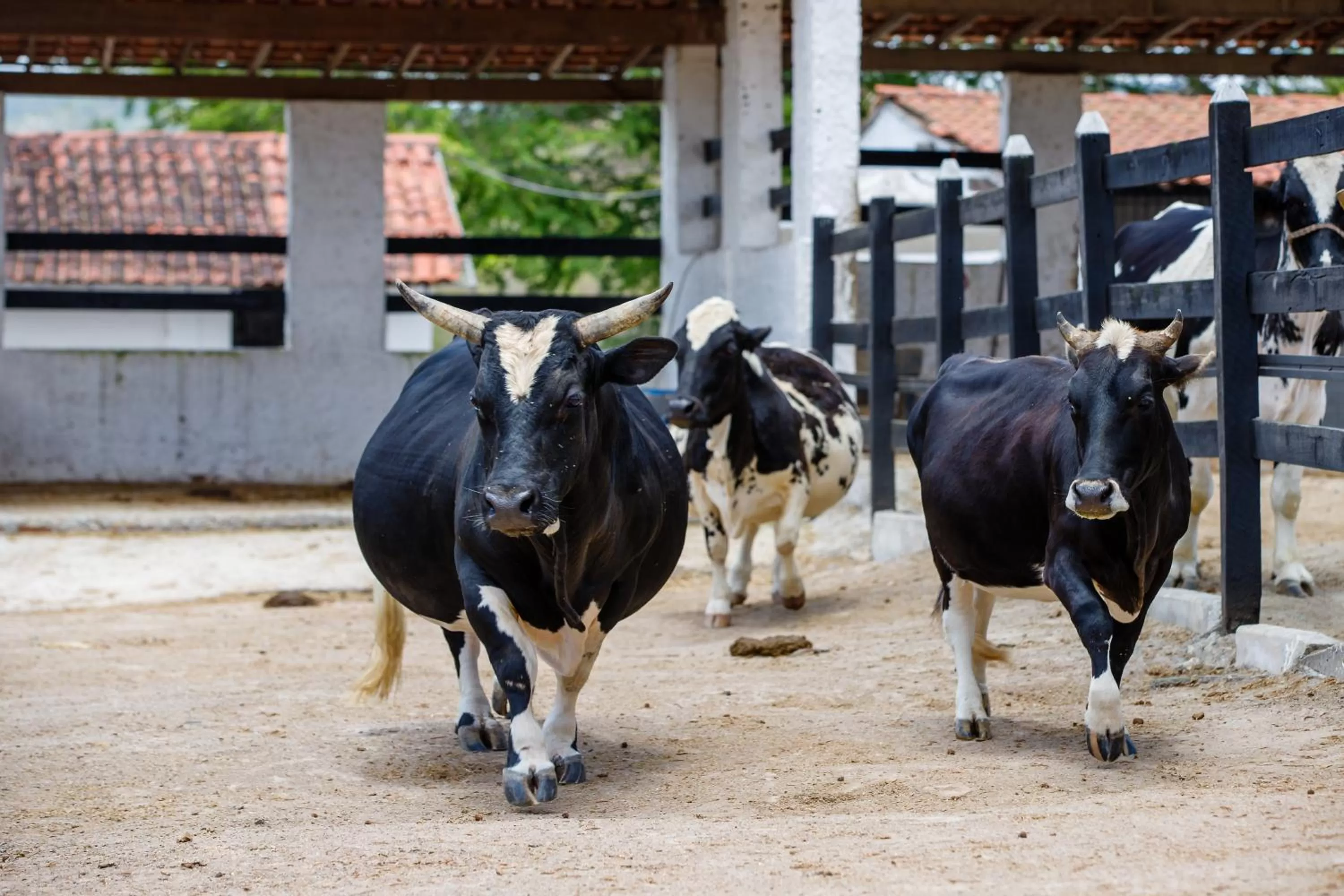 Property building, Other Animals in Villa Hípica Resort