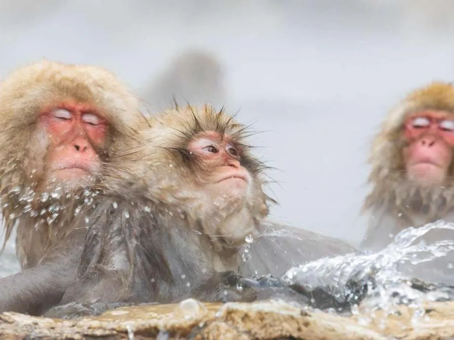 Nearby landmark in Hotel Yudanaka