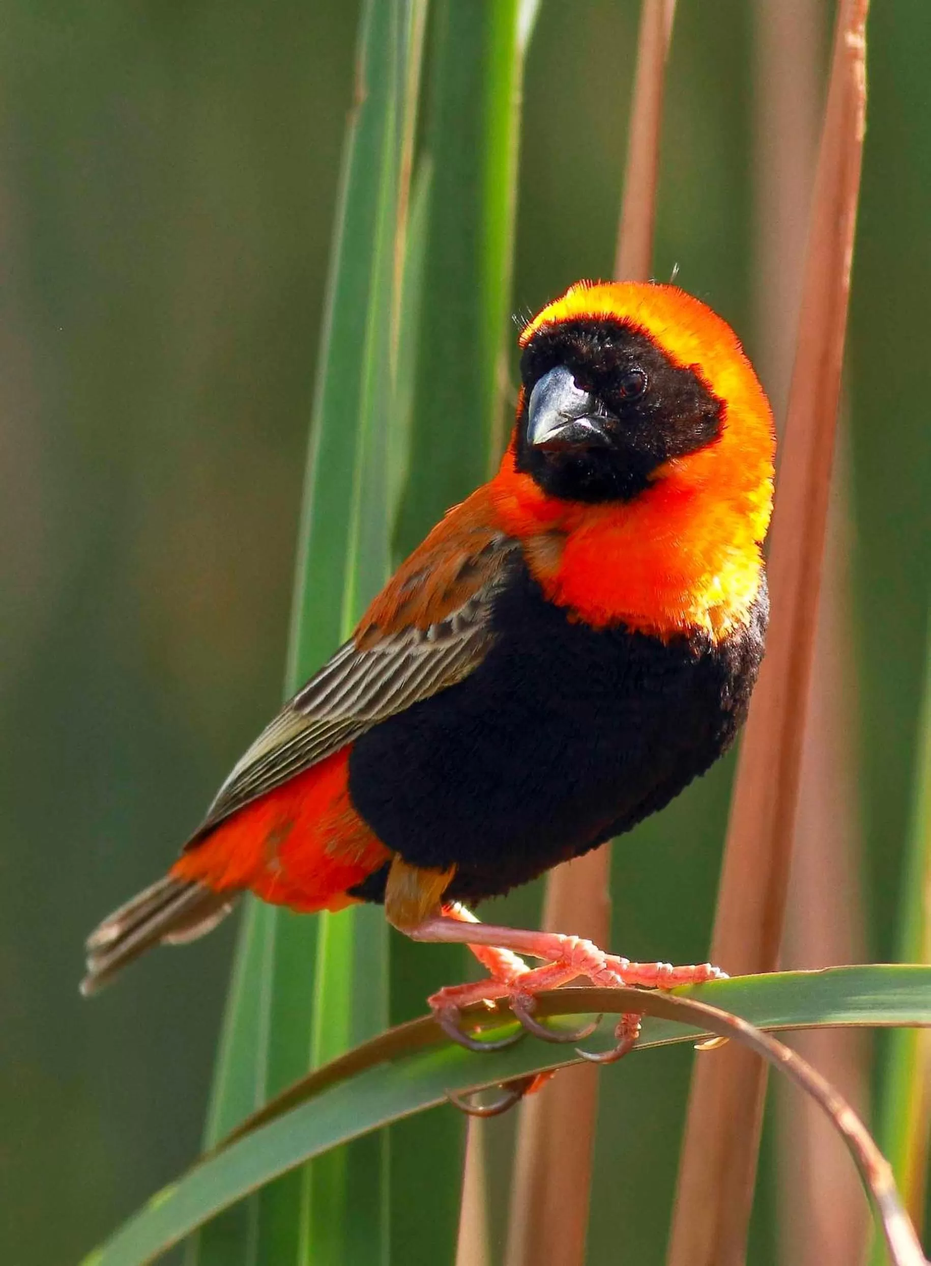 Animals in Montagu Vines Guesthouse