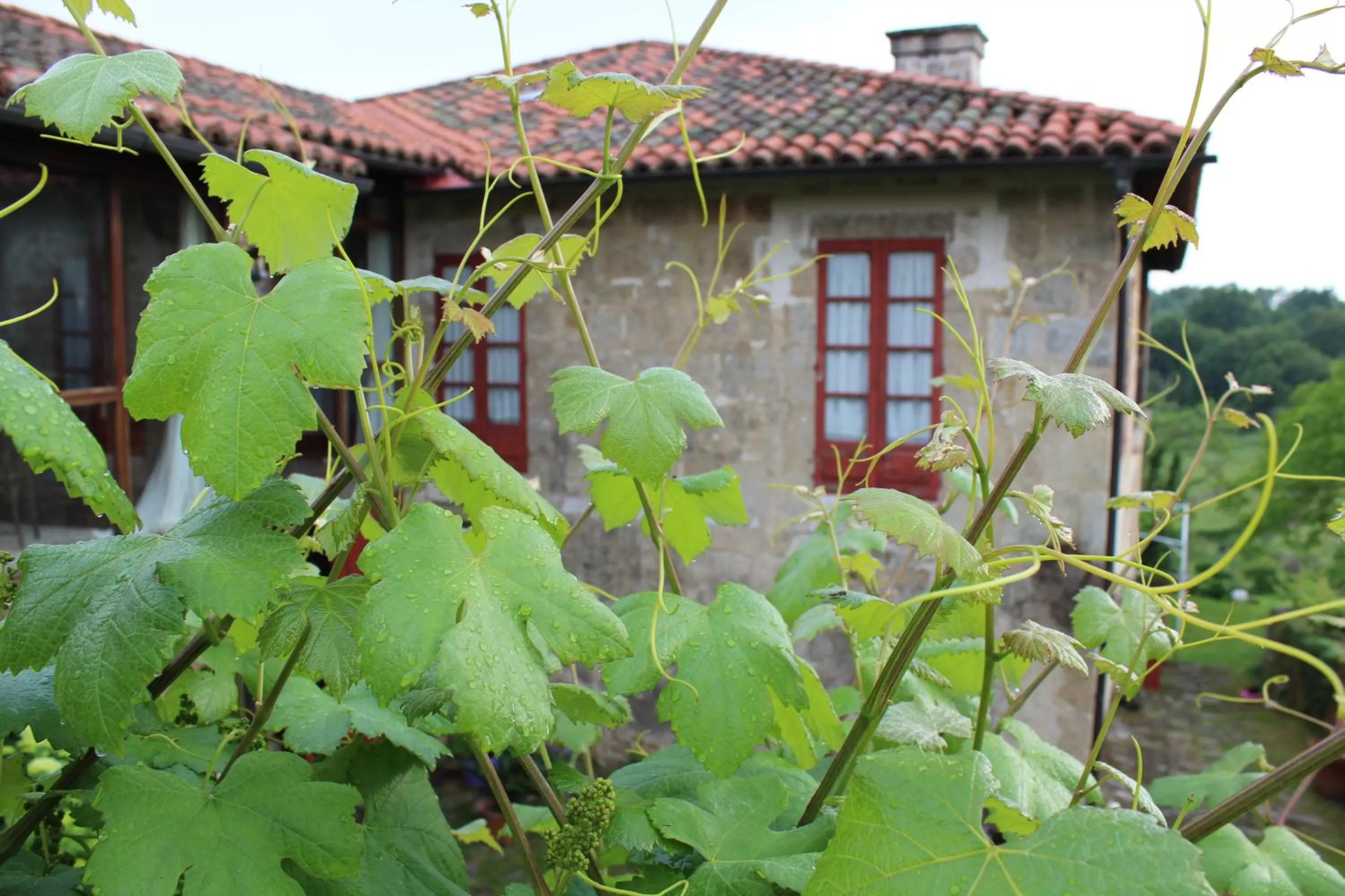 Property building in Rectoral de Anllo