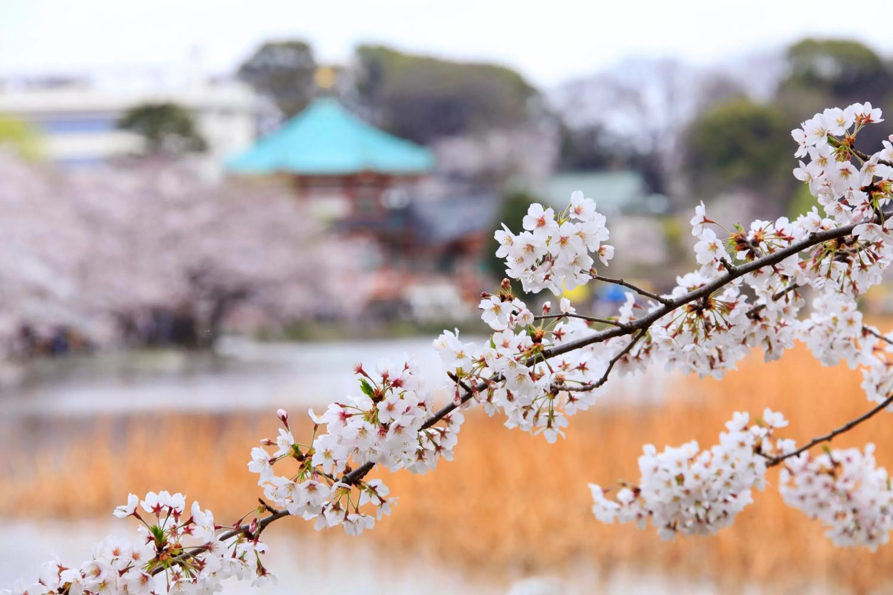 Off site in Centurion Hotel Ueno