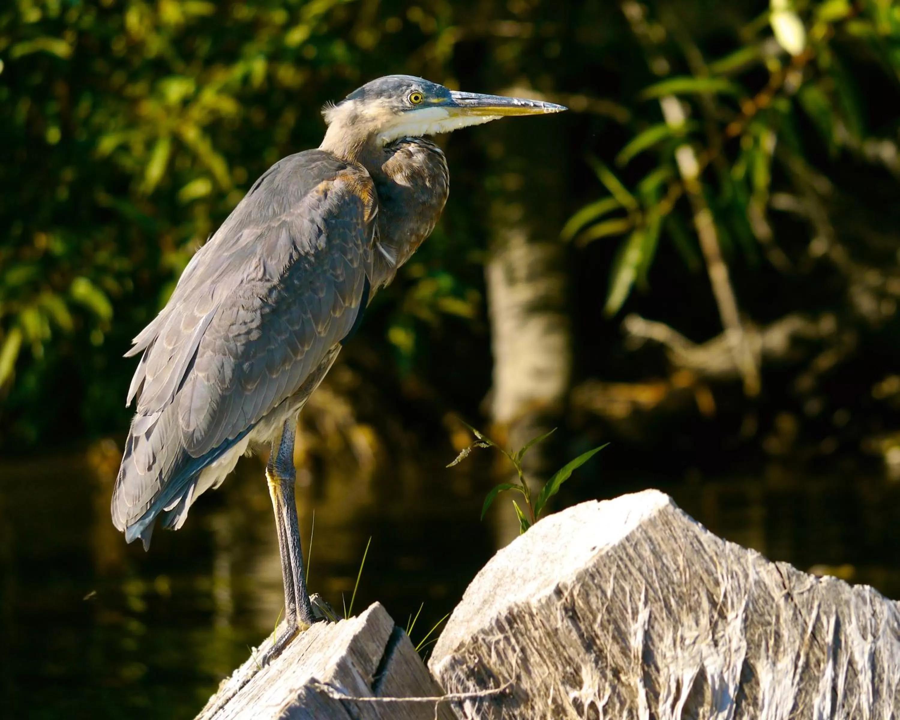 Nearby landmark in Holiday Inn Express Klamath - Redwood Ntl Pk Area by IHG
