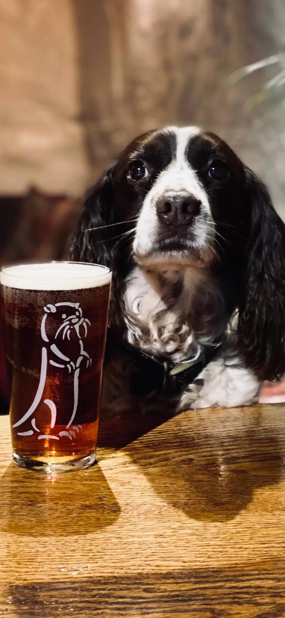 Property building, Pets in The Tuckers Arms