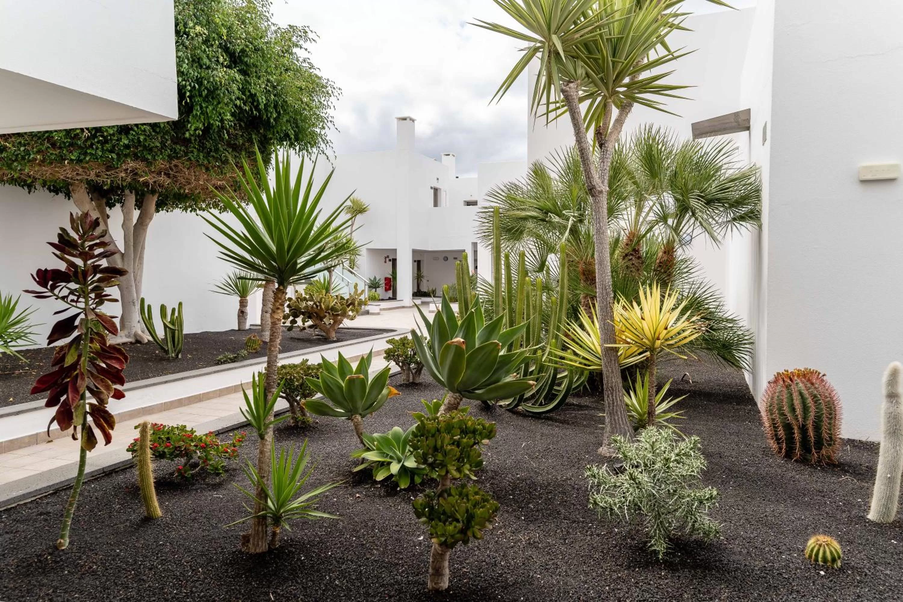 Garden in Hotel Lanzarote Village