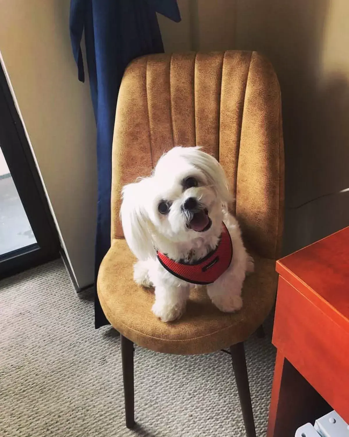 Double Room with Balcony in Hotel Pin Azuga Double Room with Balcony in Hotel Pin Azuga