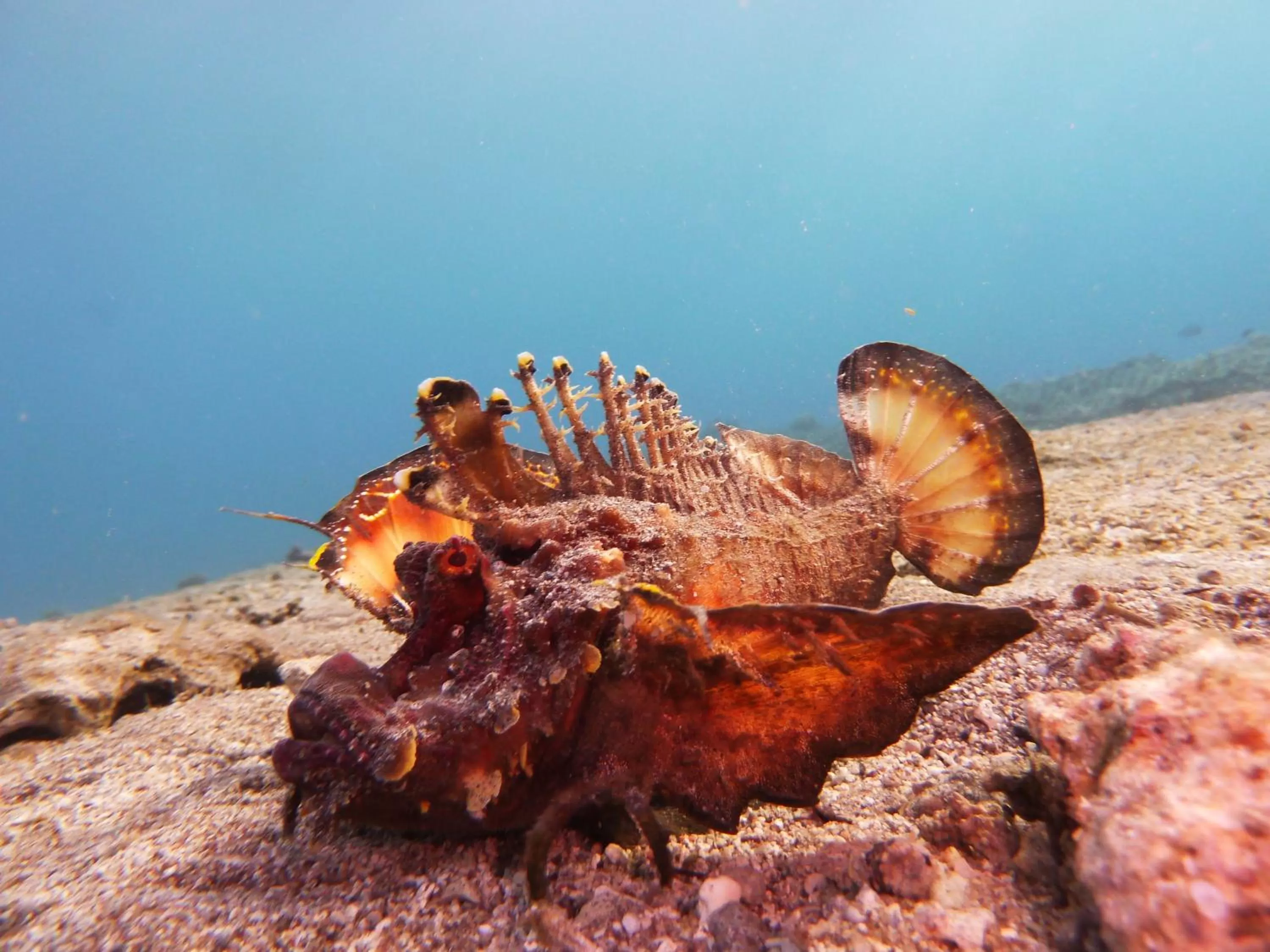 Diving, Other Animals in Arab Divers Dive Center and Bed & Breakfast