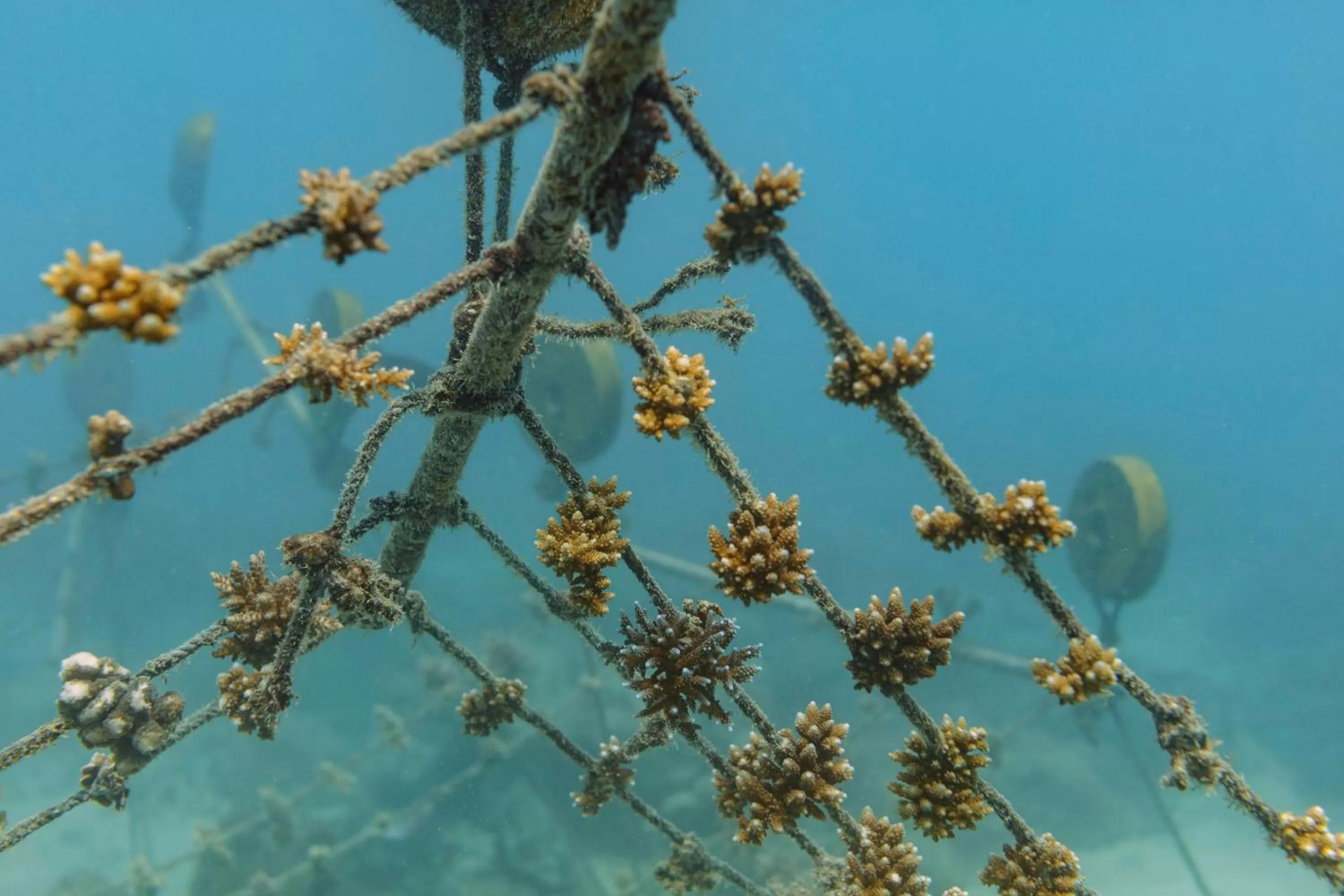 Activities in Fisherman's Cove Resort - closed for complete renovation - Visit our sister property STORY Seychelles for your stay