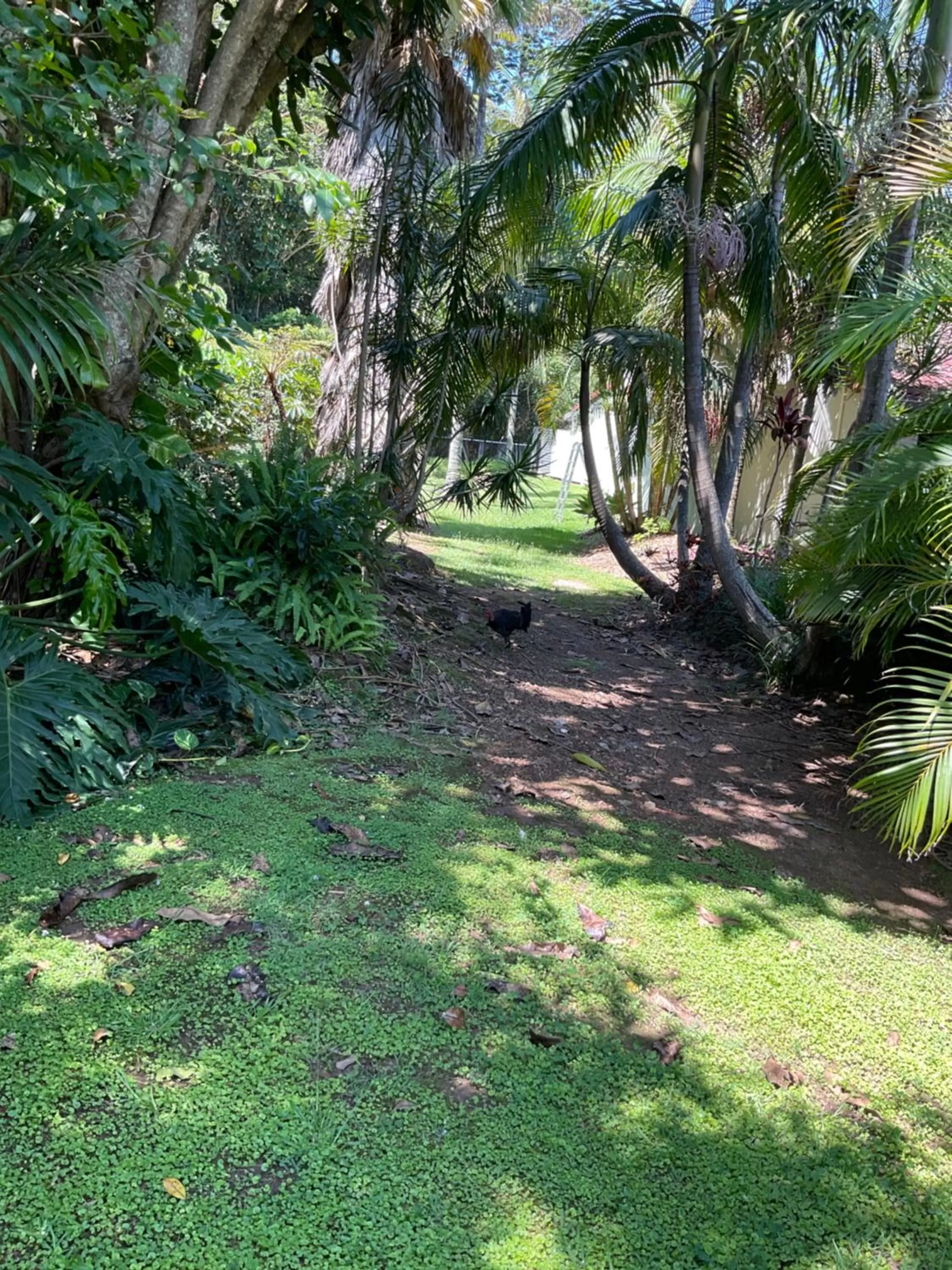 Garden in Private Suite Nautilus Beach Front Resort