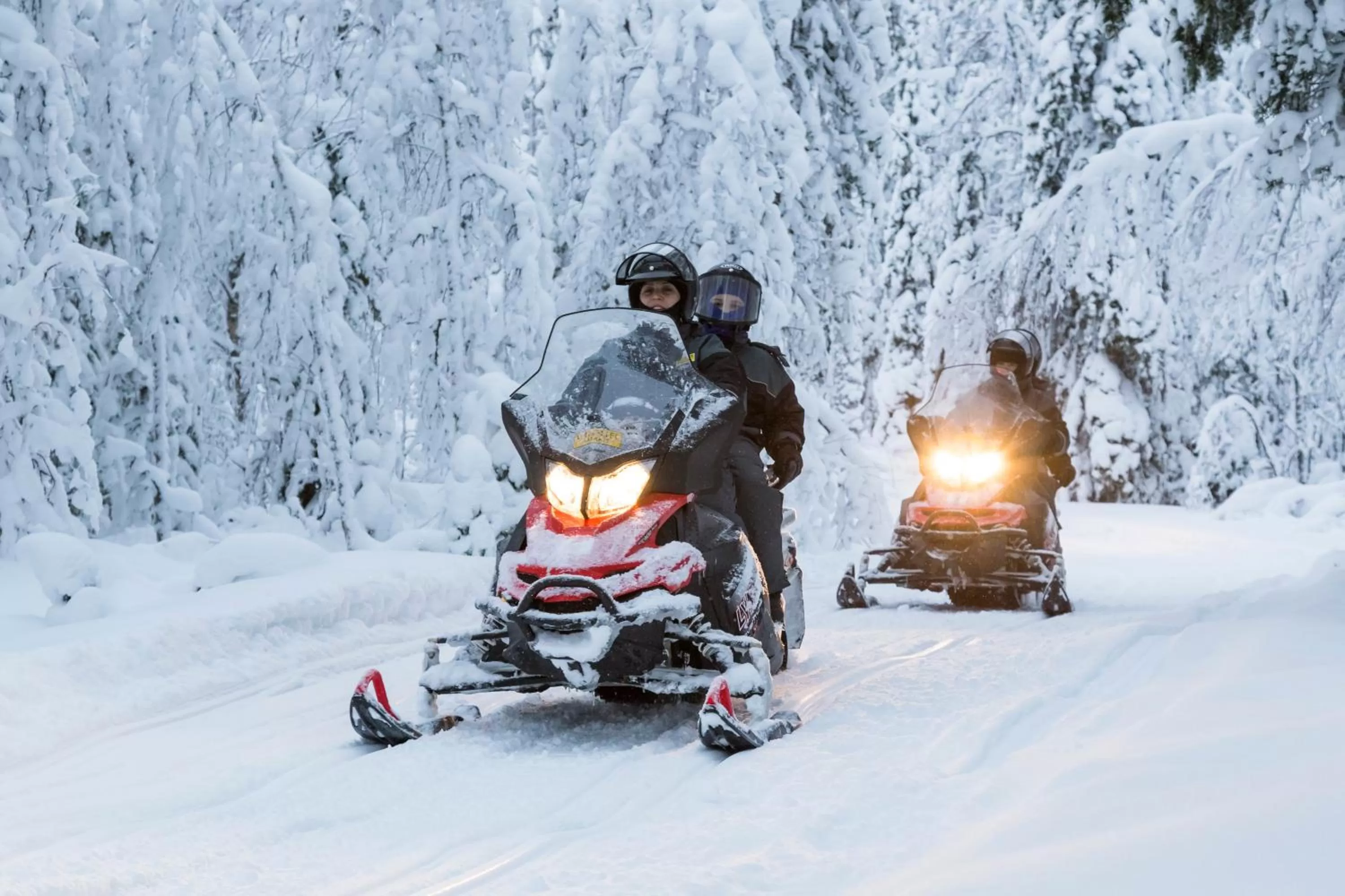 Activities in Ranua Resort Arctic Igloos