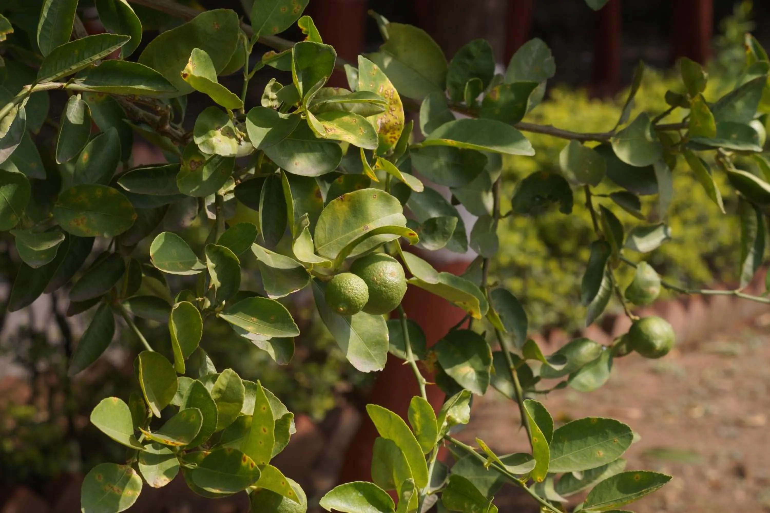 Garden in Ambassador Ajanta Hotel, Aurangabad