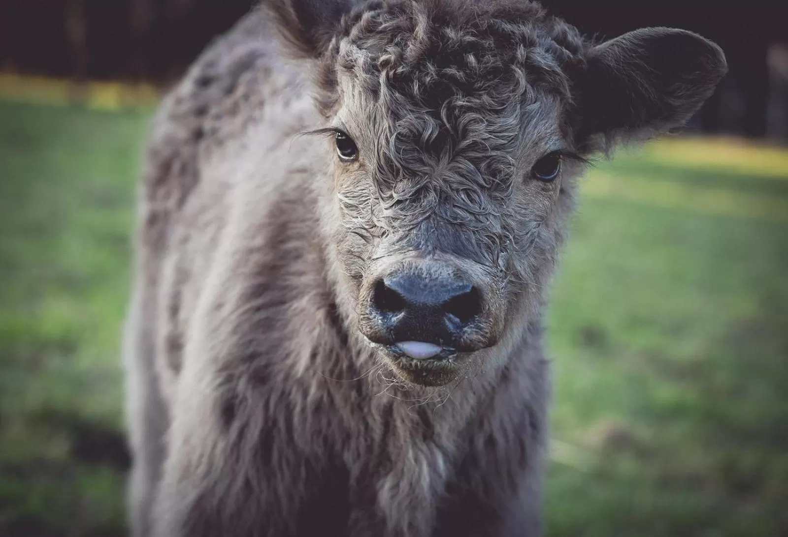 Animals, Other Animals in Landhotel Lammershof