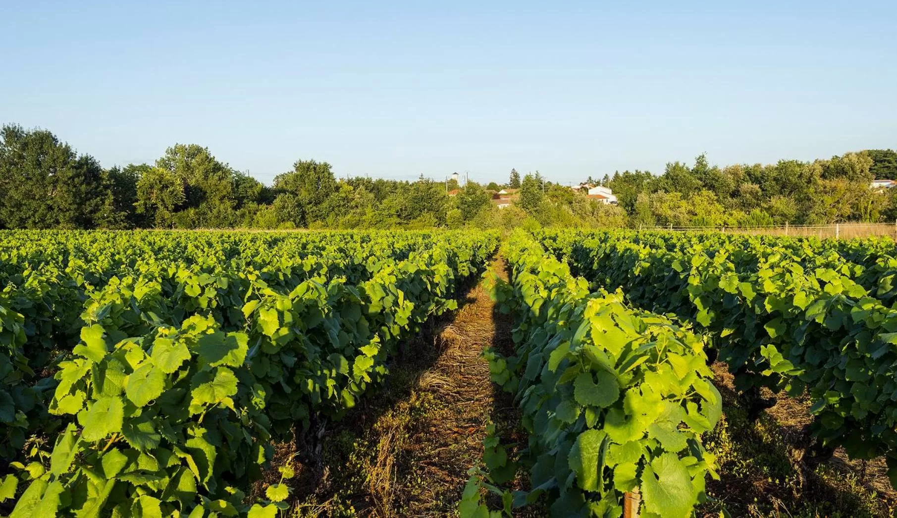Natural landscape in Hôtel Particulier CHÂTEAU DES MARAIS Proximité et vue sur le Lac de Grand lieu