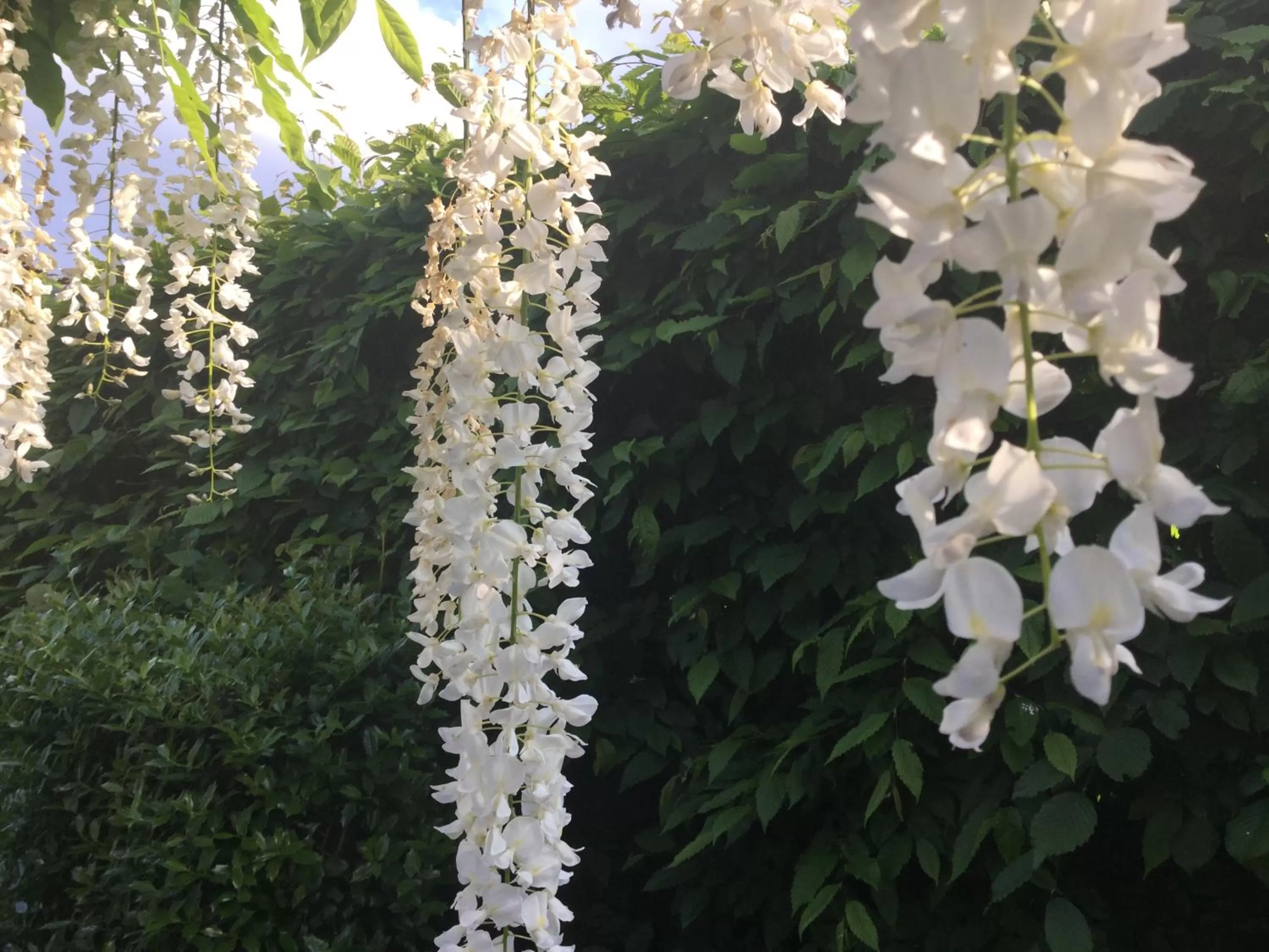 Garden in B&B lux Schijndel