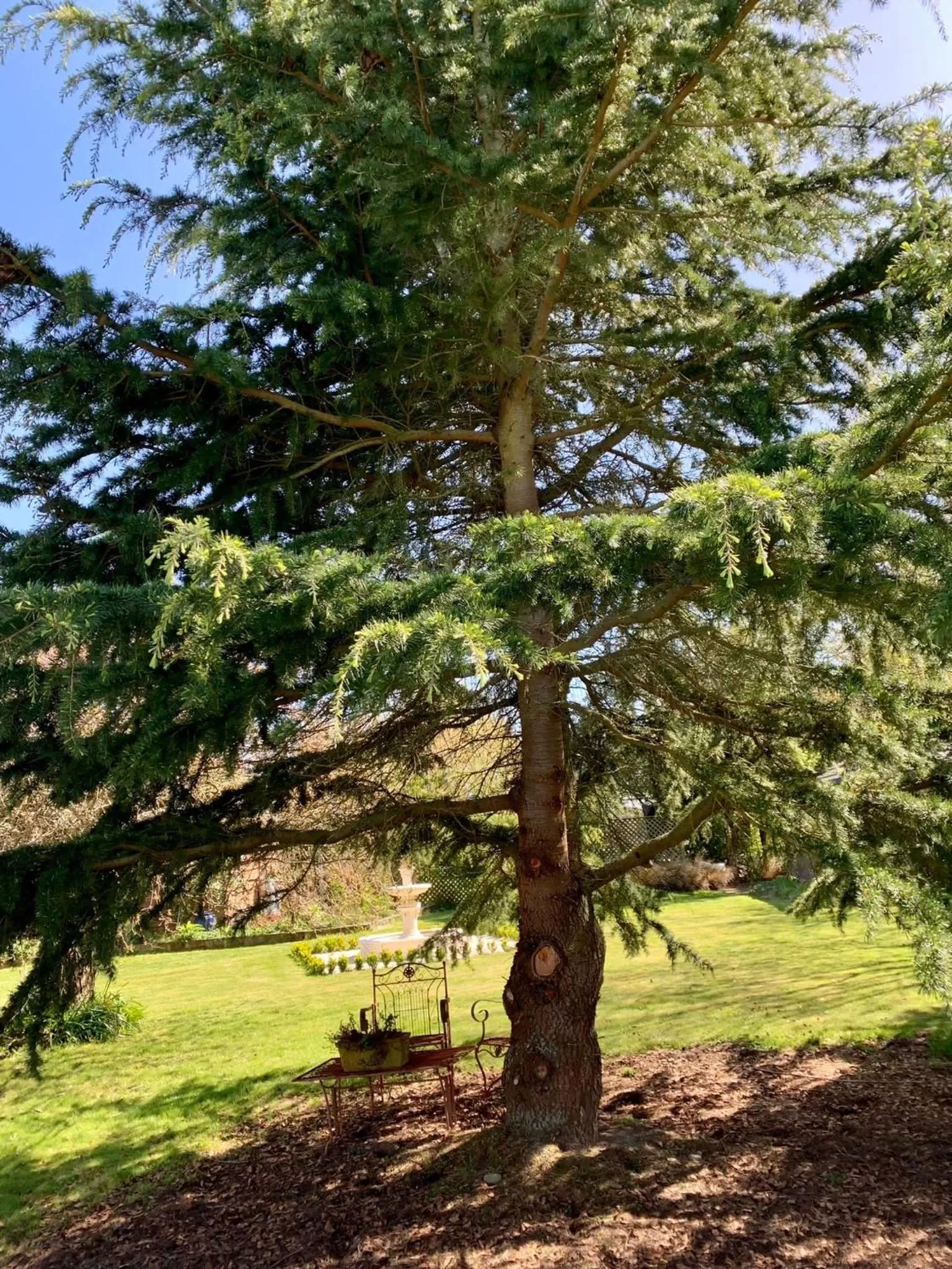 Garden in Newlands Bed and Breakfast