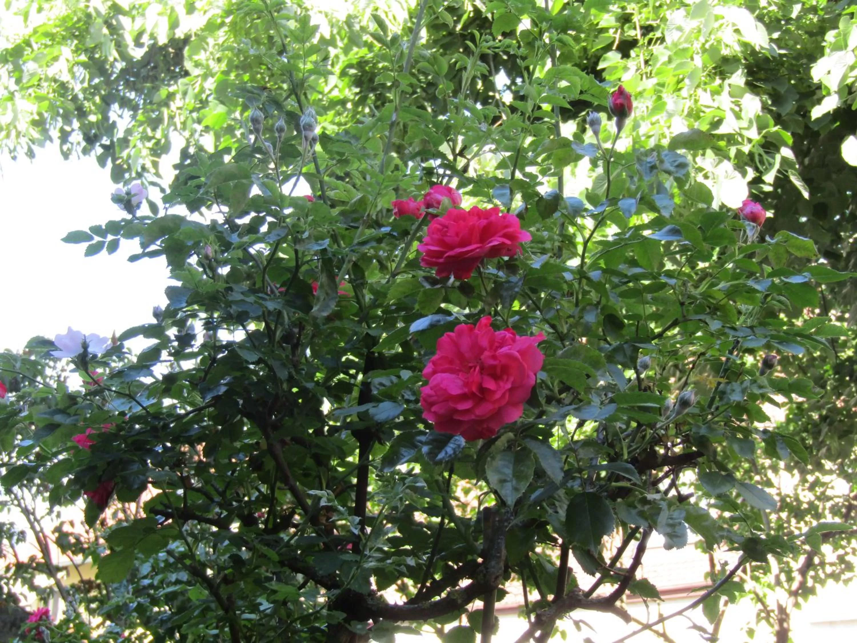Garden in Hotel und Gasthof Ritter St. Georg