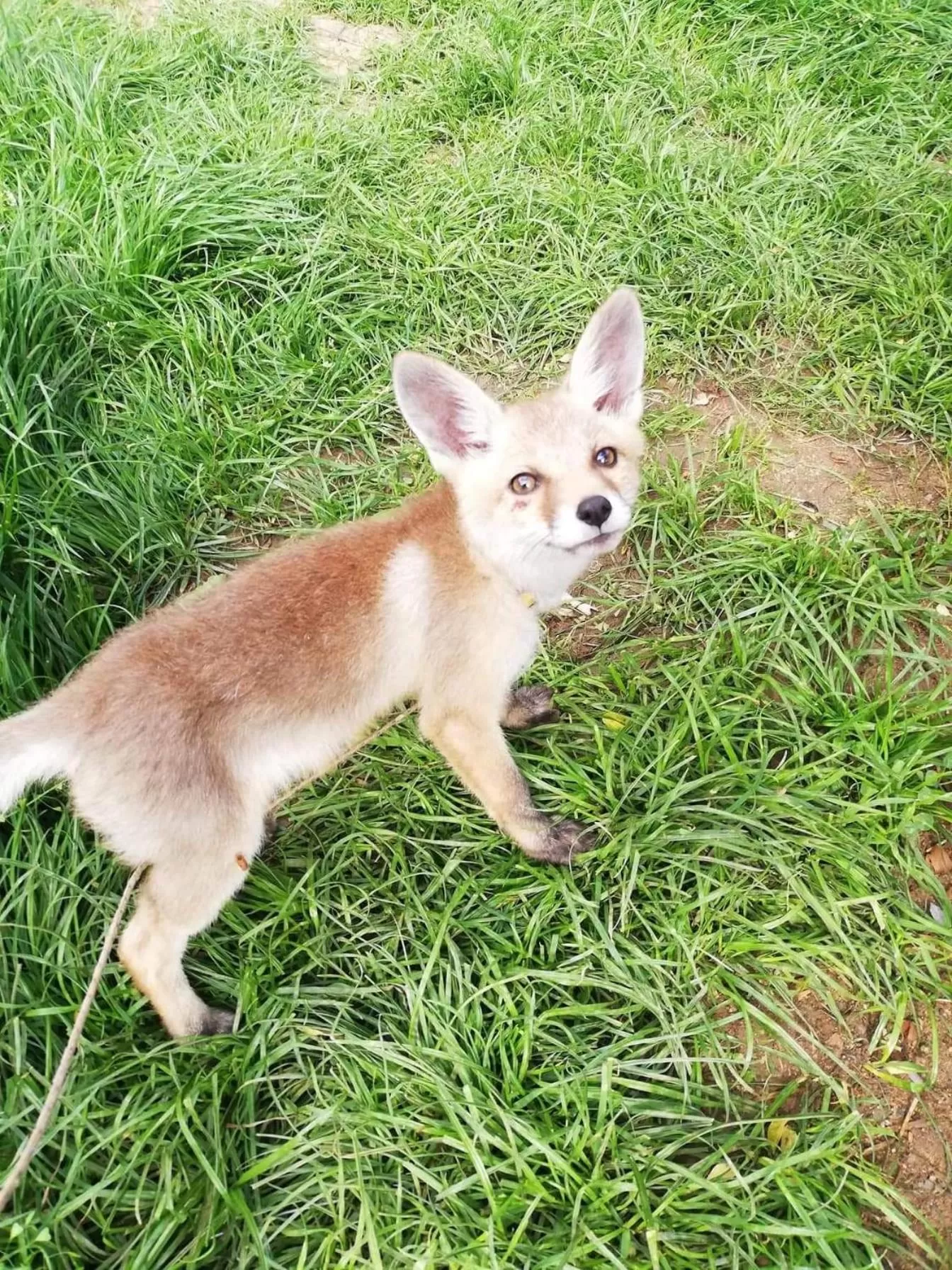 Etno selo Vile Jefimija, selo Preobrazenje, Vranje