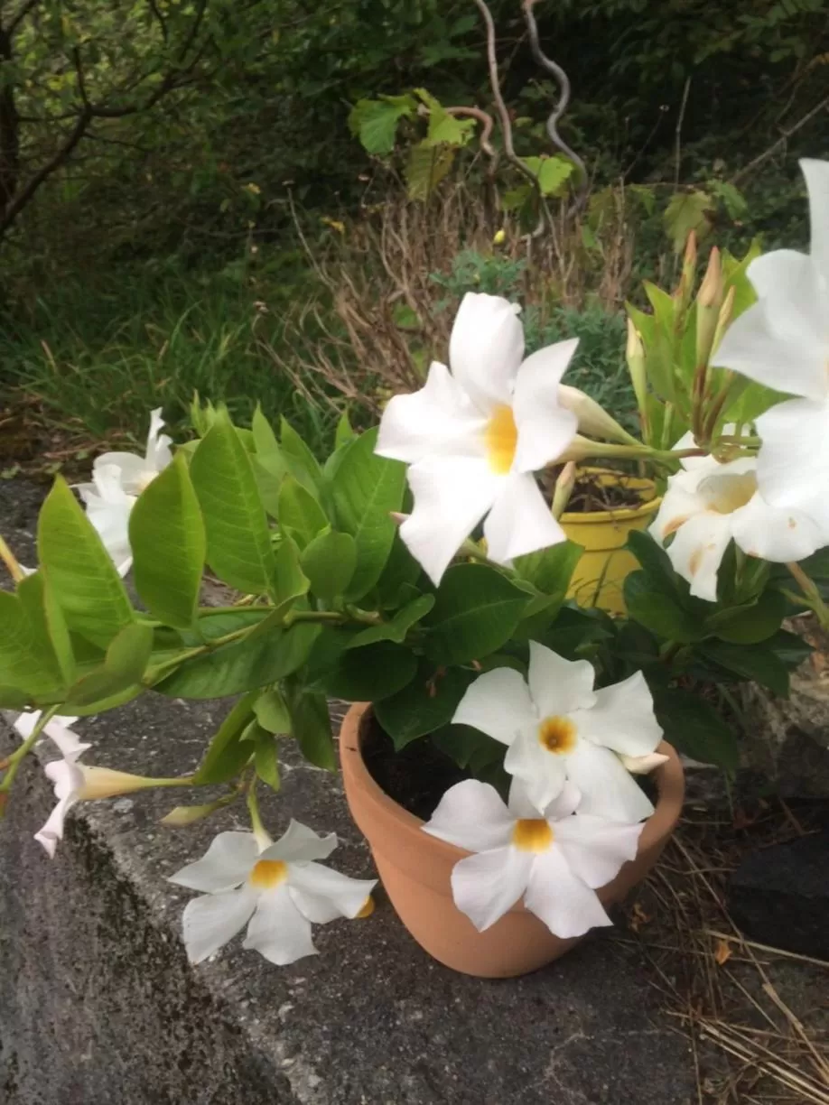 Property building in Hotel Restaurant Heidihof